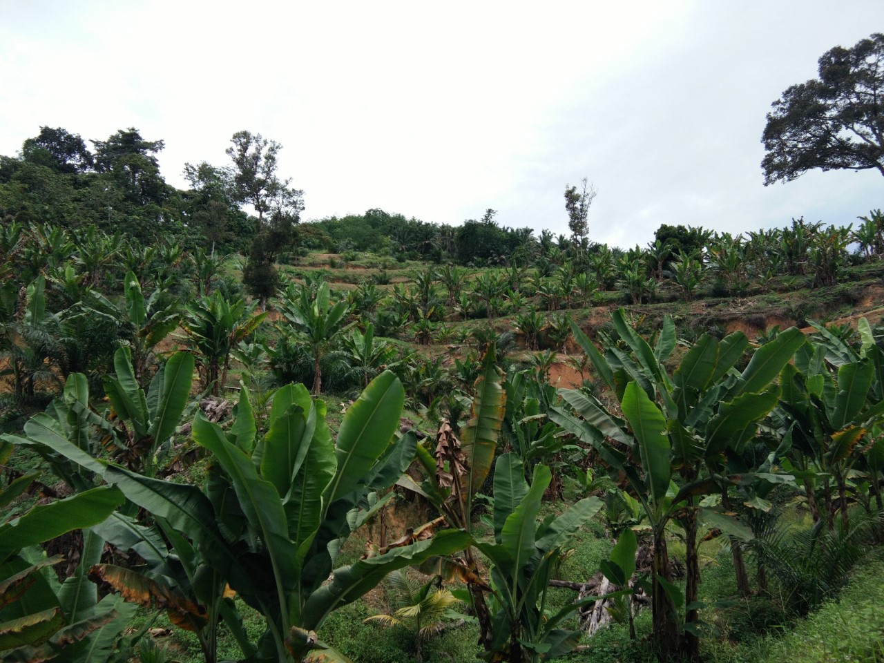 Mantin Agriculture Land
