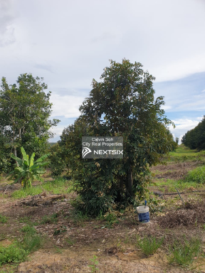 Agricultural Land For Sale in Raub Pahang - Image 5