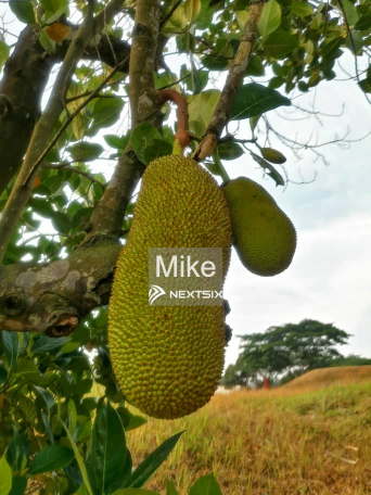 Residential Land For Sale in Nilai Negeri Sembilan - Image 5