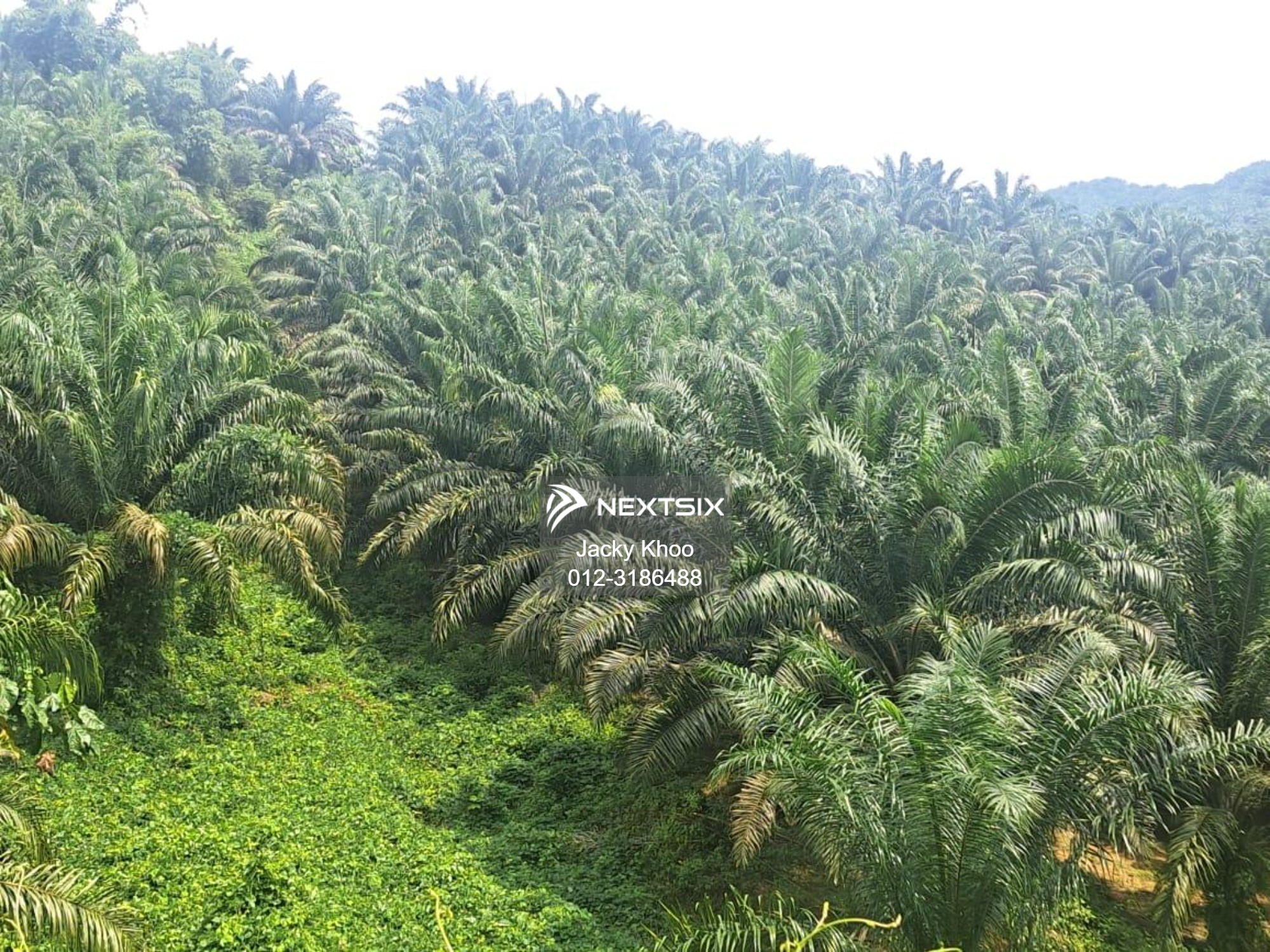 Agricultural Land For Sale in Gua Musang Kelantan
