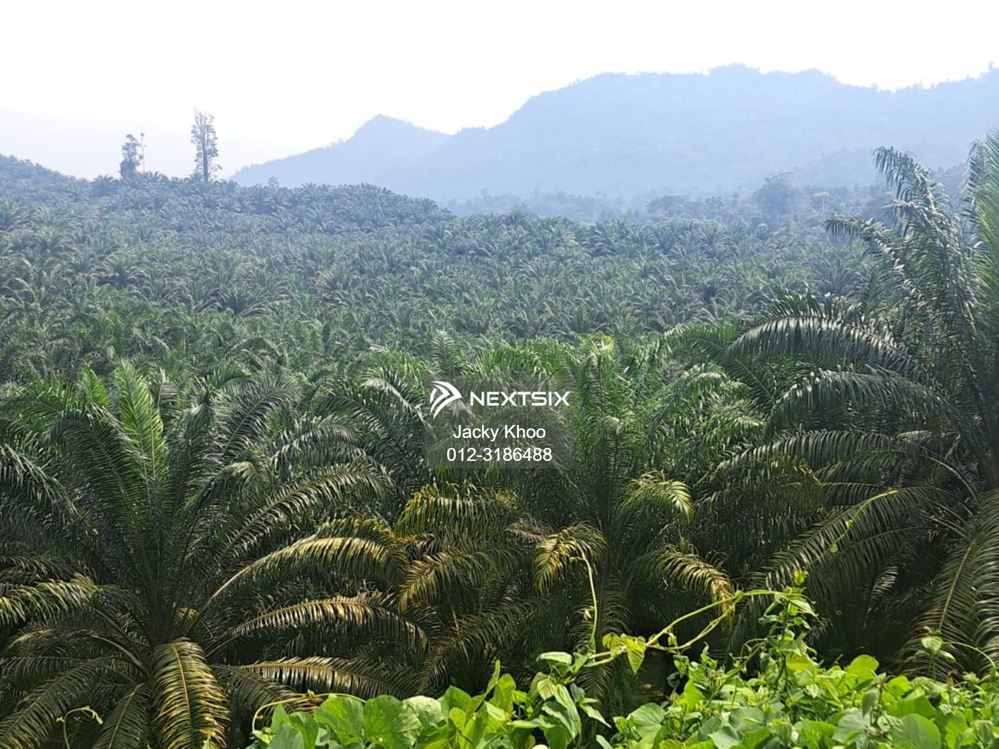 Agricultural Land For Sale in Gua Musang Kelantan - Image 11