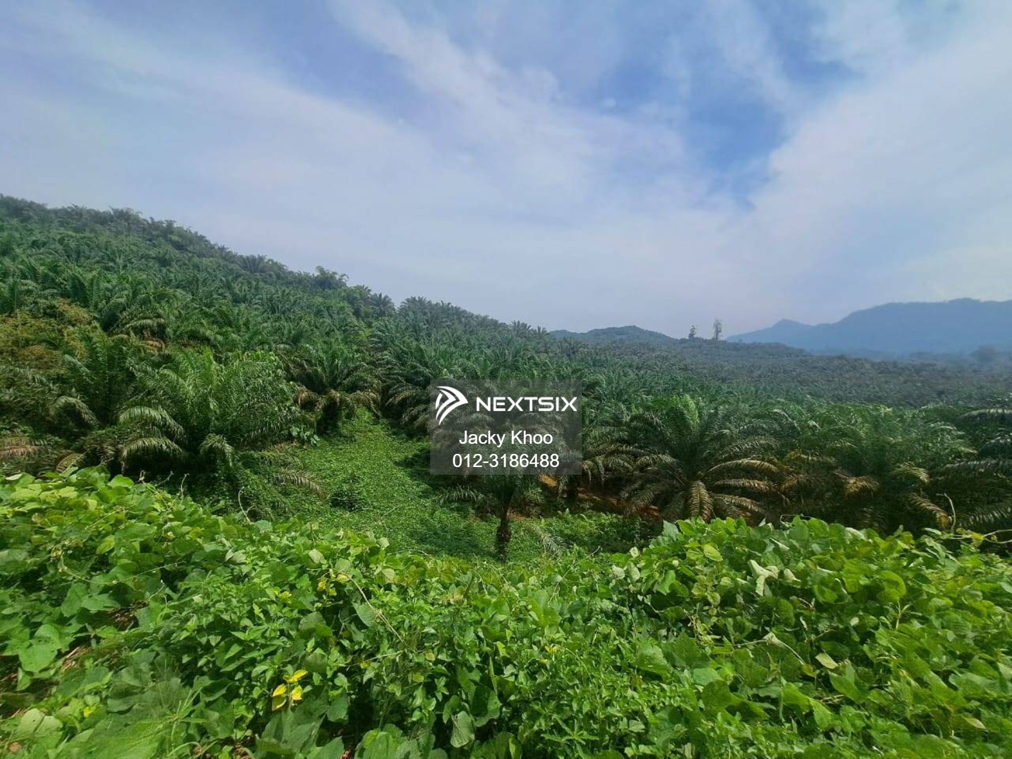 Agricultural Land For Sale in Gua Musang Kelantan - Image 13
