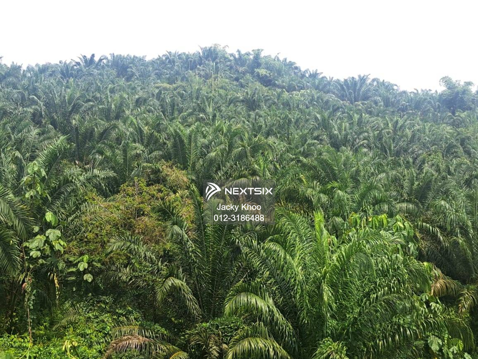 Agricultural Land For Sale in Gua Musang Kelantan - Image 14