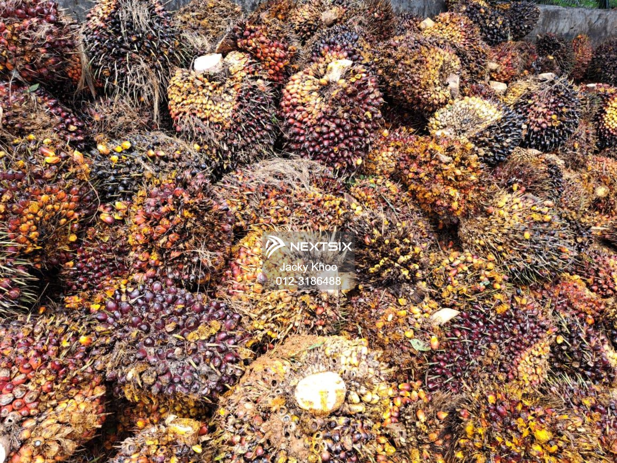 Agricultural Land For Sale in Gua Musang Kelantan - Image 5
