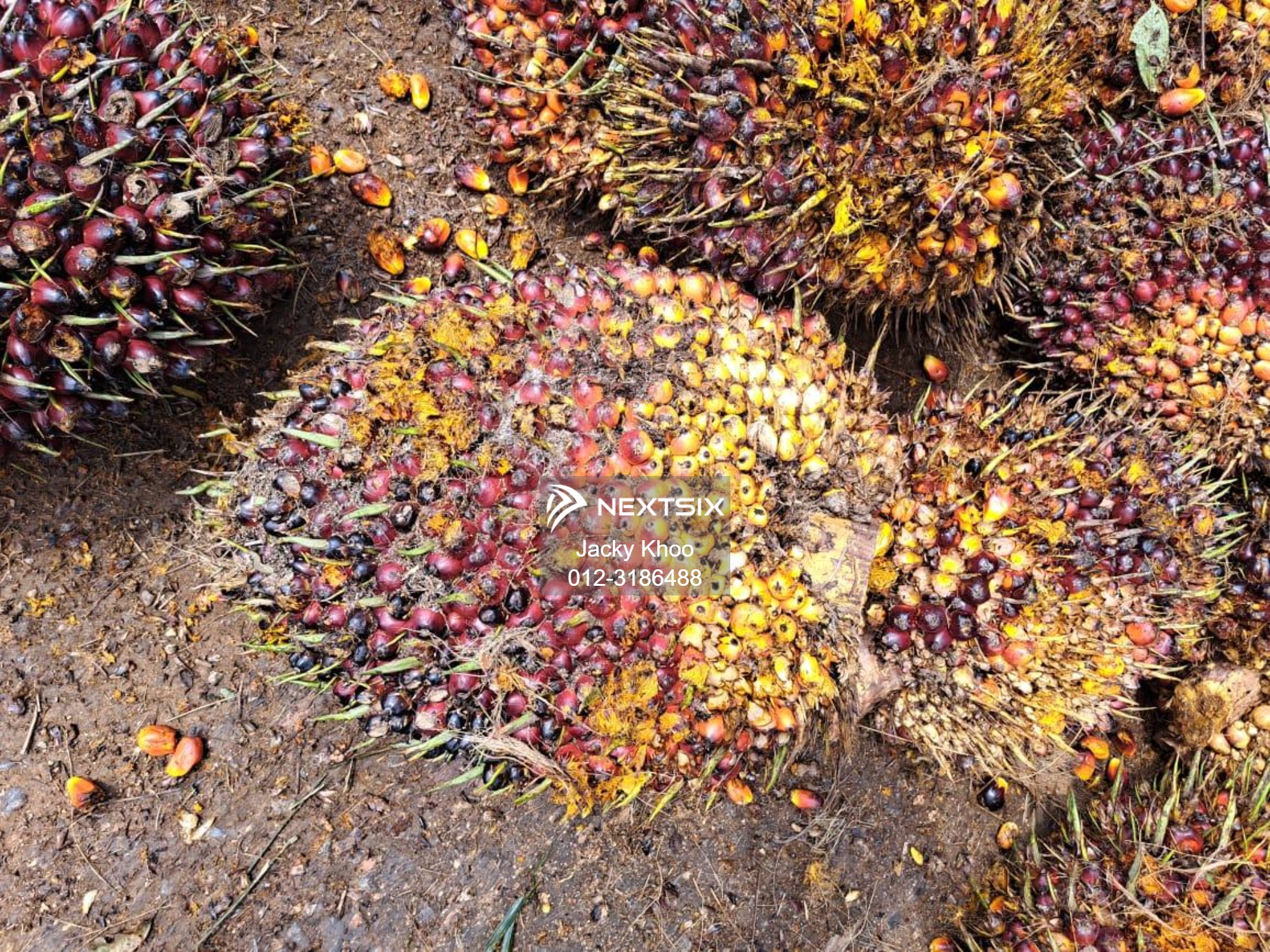 Agricultural Land For Sale in Gua Musang Kelantan - Image 7