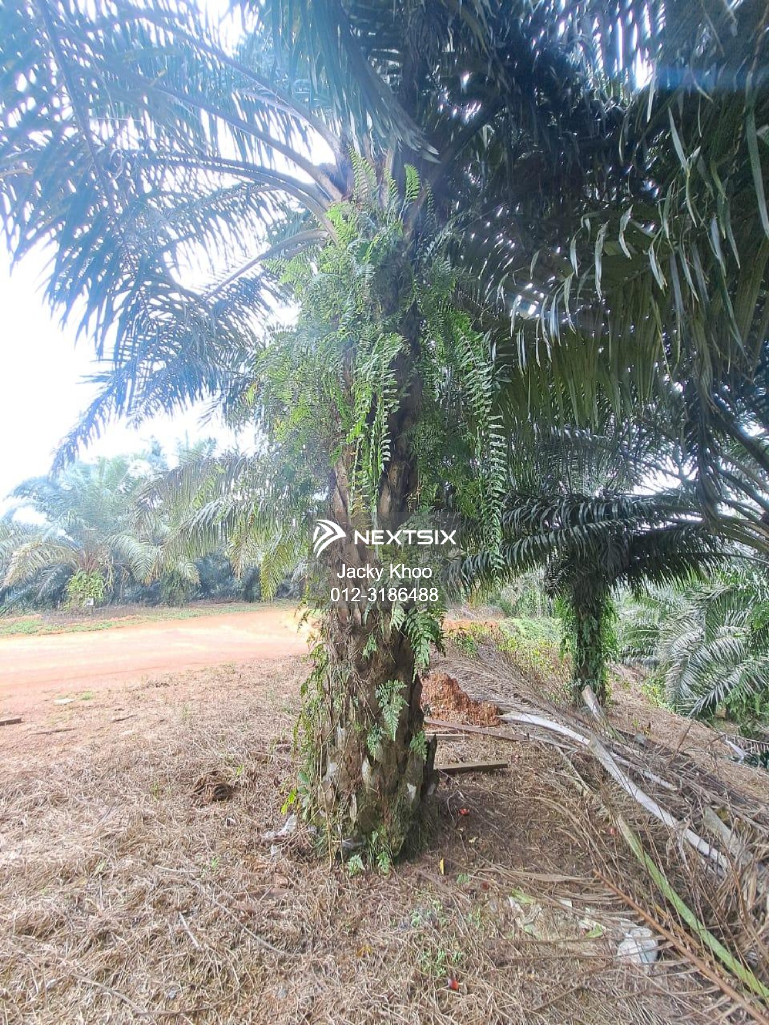 Agricultural Land For Sale in Gua Musang Kelantan - Image 8