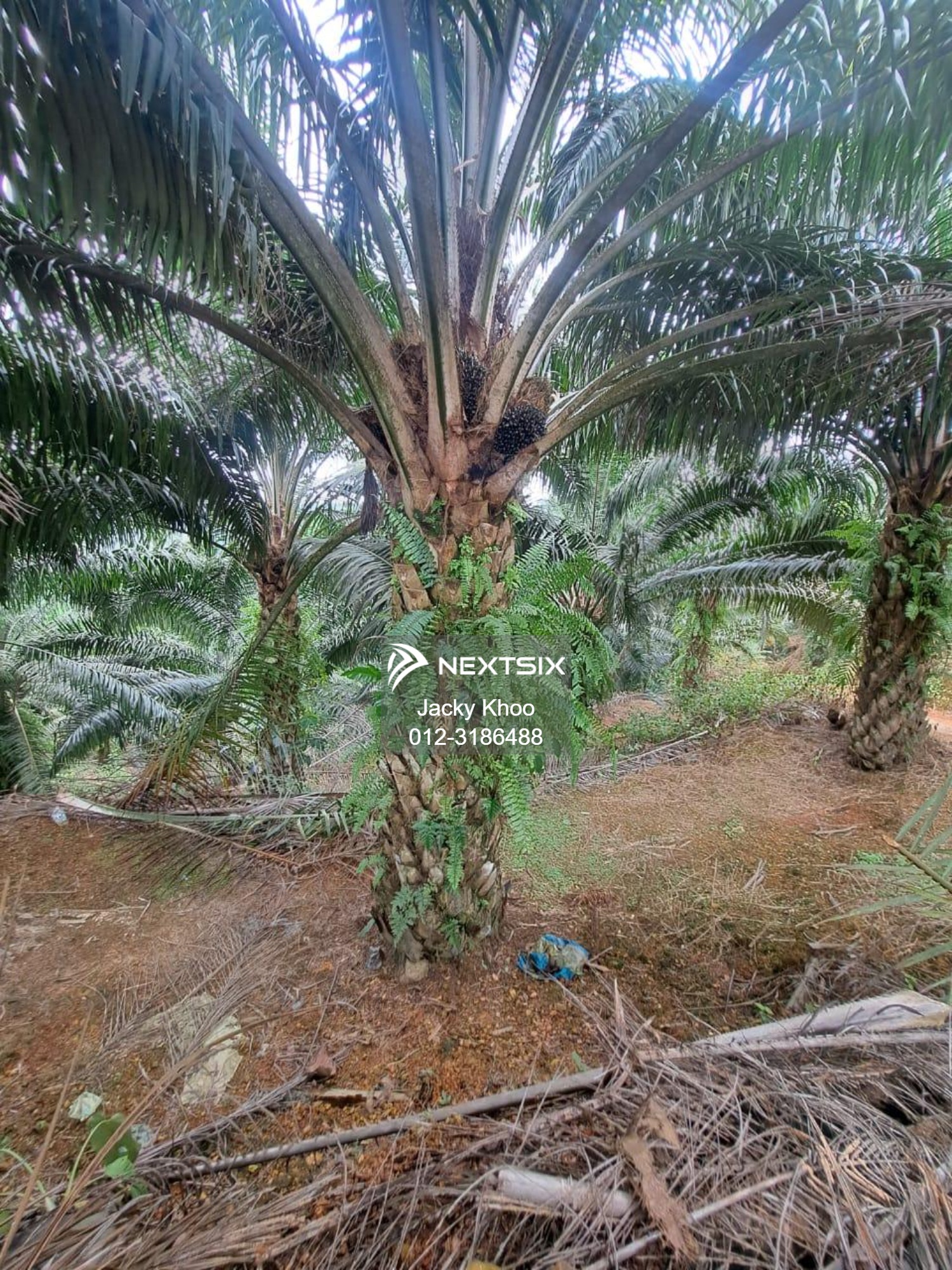 Agricultural Land For Sale in Gua Musang Kelantan - Image 9