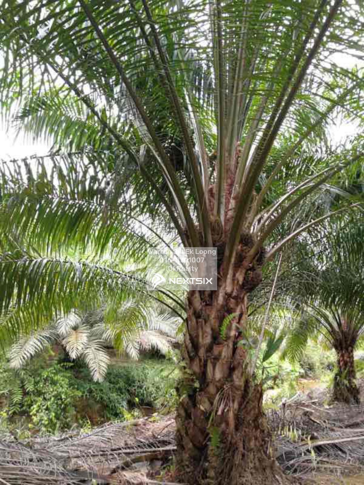 Industrial Land For Sale in Lundu Sarawak