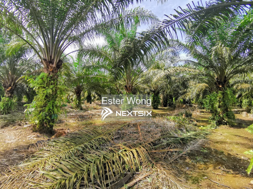 Agricultural Land For Sale in Pekan Nanas Johor