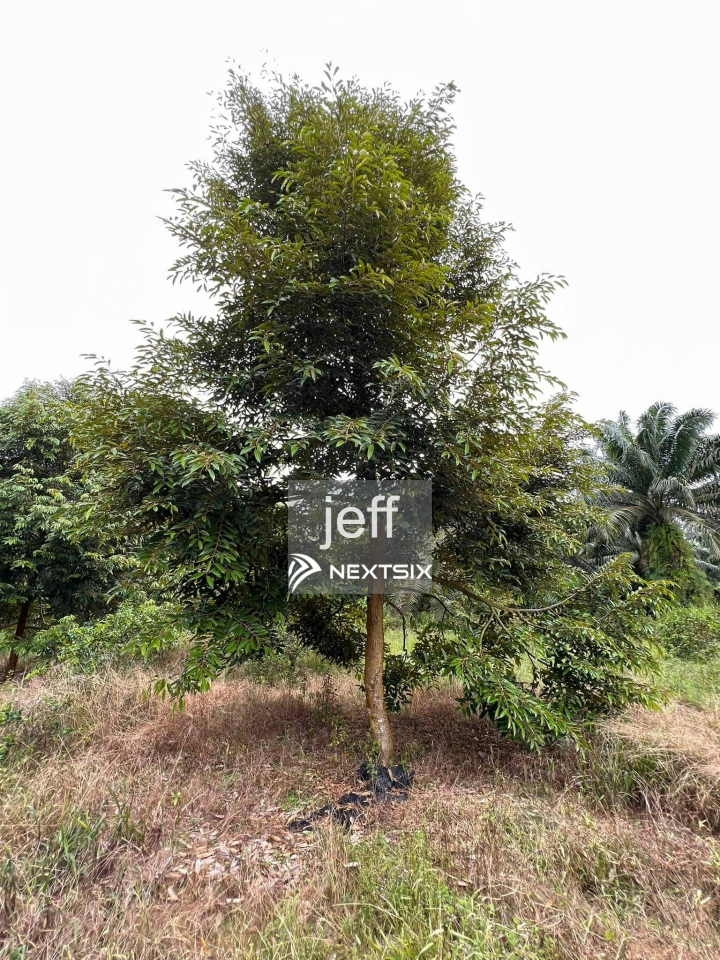 Agricultural Land For Sale in Pekan Nanas Johor - Image 7