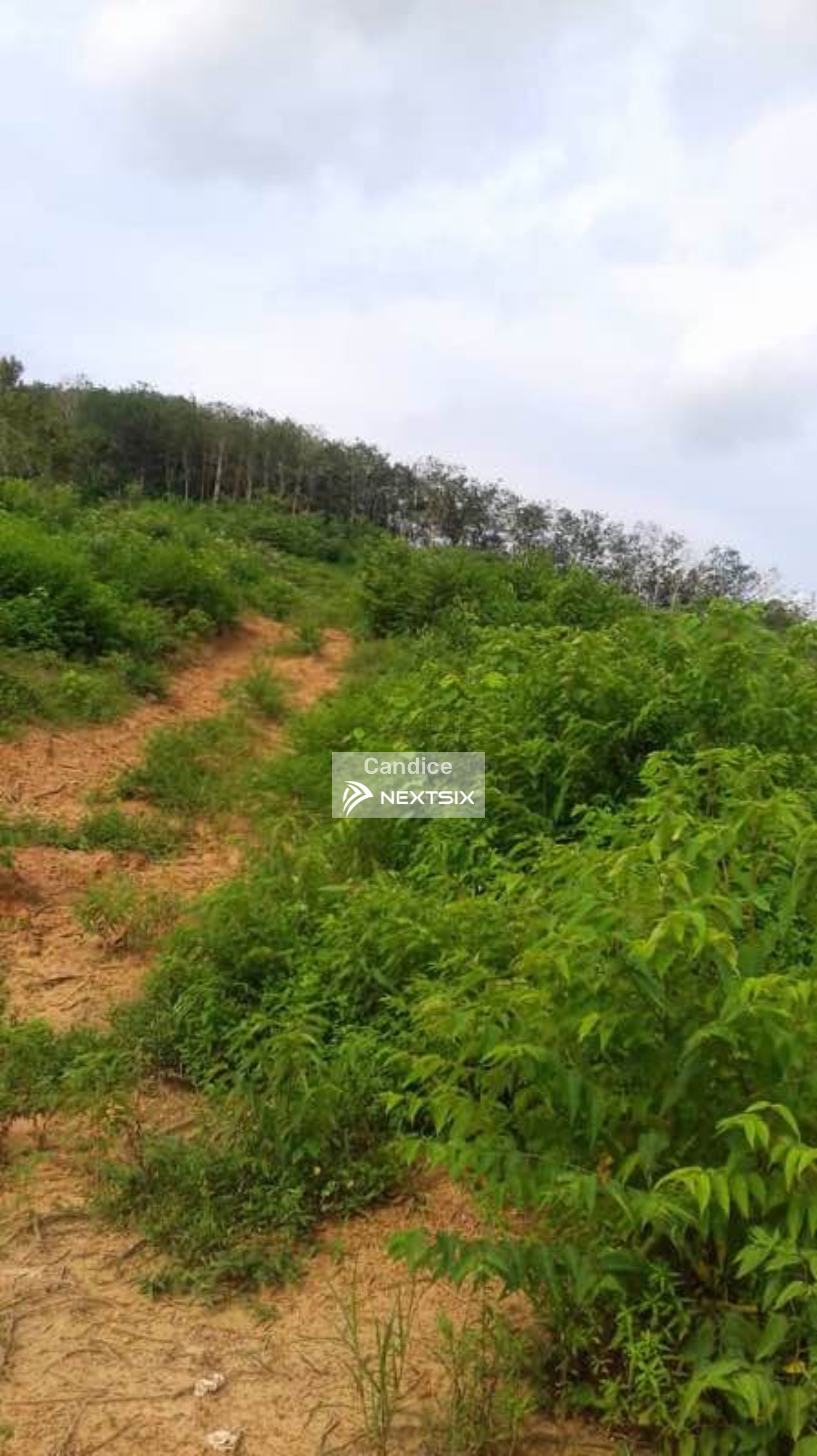 Agricultural Land For Sale in Yong Peng Johor - Image 5