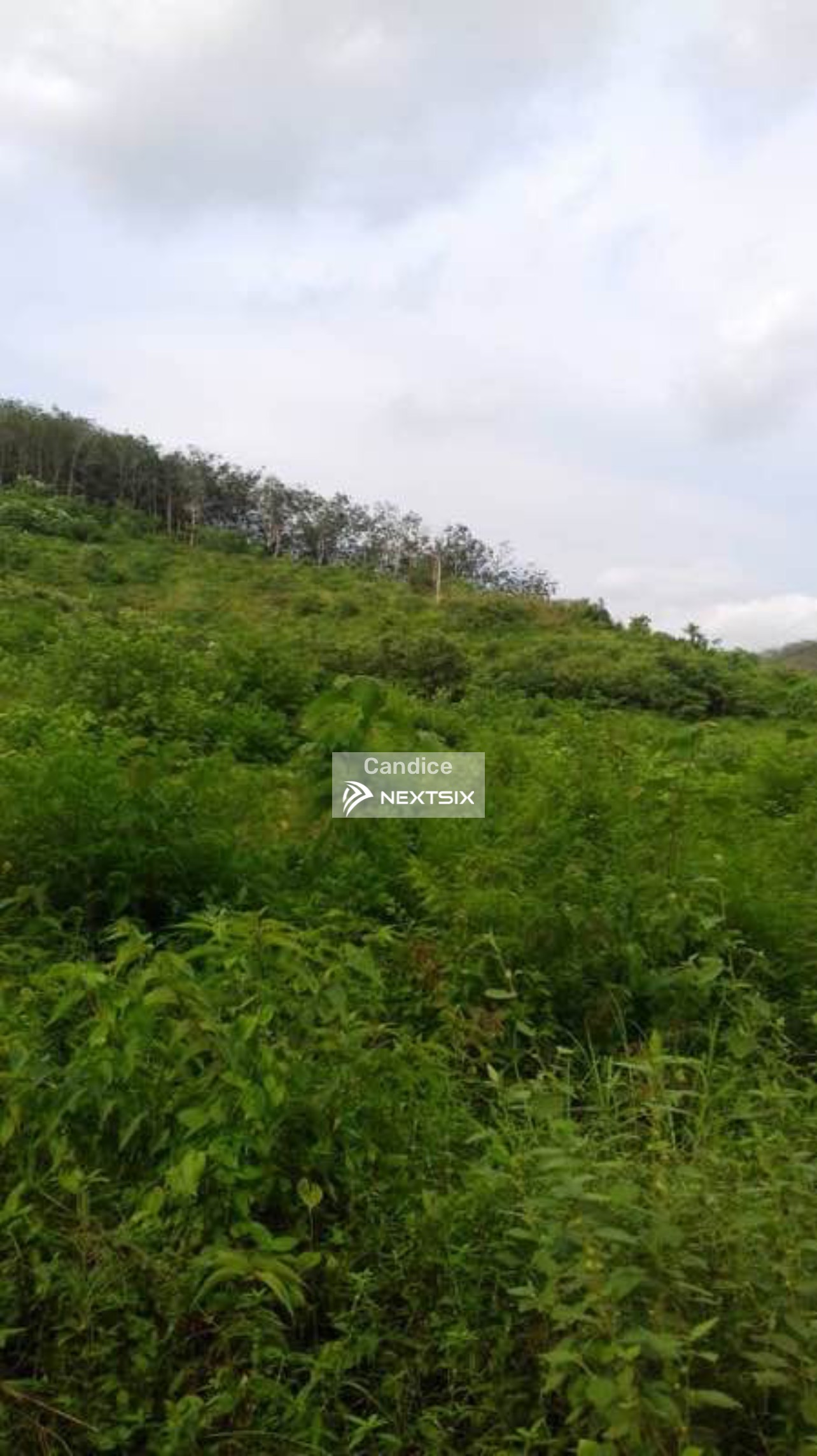 Agricultural Land For Sale in Yong Peng Johor - Image 6