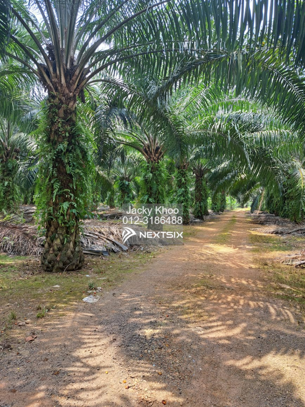 Agricultural Land For Sale in Telok Panglima Garang Selangor - Image 9