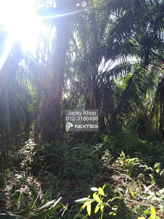 Agricultural Land For Sale in Tanjong Sepat Selangor - Image 4