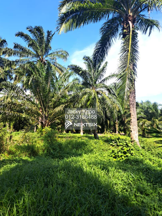 Agricultural Land For Sale in Tanjong Sepat Selangor