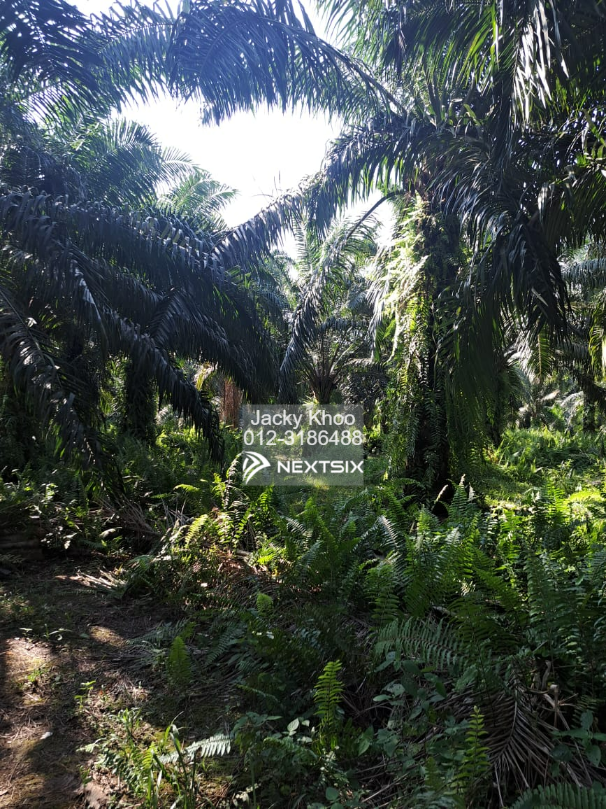 Agricultural Land For Sale in Tanjong Sepat Selangor