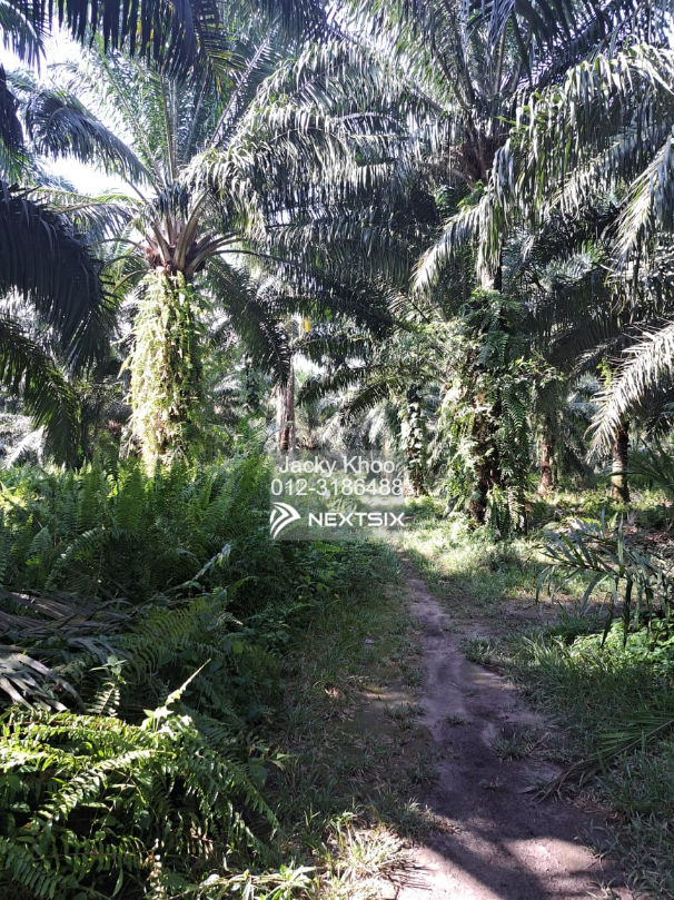 Agricultural Land For Sale in Tanjong Sepat Selangor - Image 2