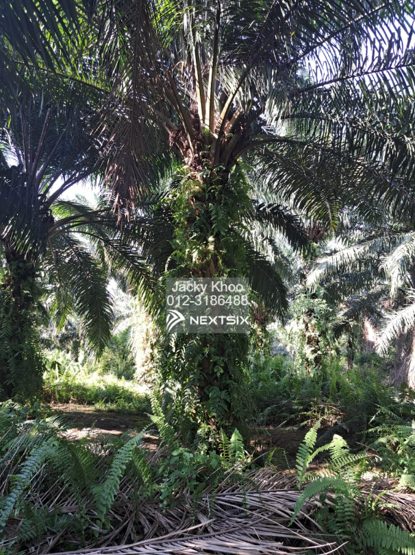 Agricultural Land For Sale in Tanjong Sepat Selangor - Image 3