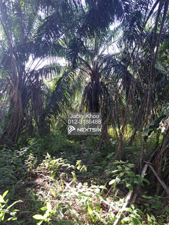 Agricultural Land For Sale in Kuala Langat Selangor