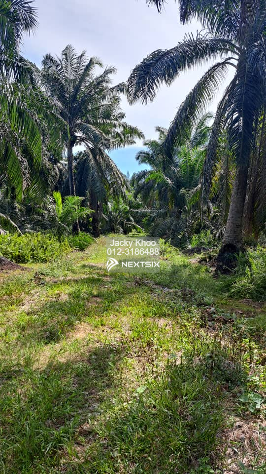 Agricultural Land For Sale in Tanjong Sepat Selangor