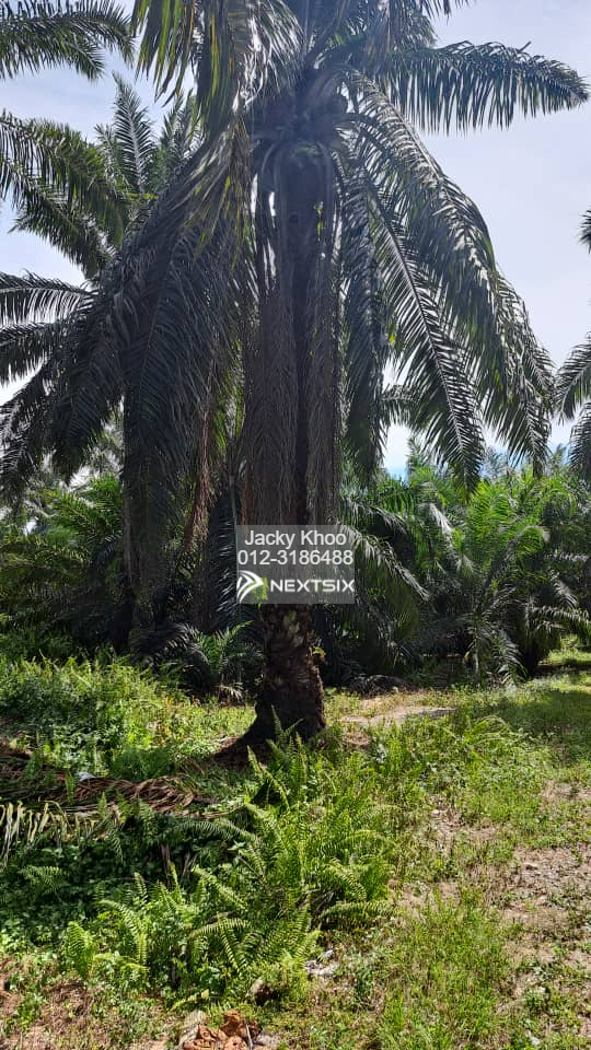 Agricultural Land For Sale in Tanjong Sepat Selangor - Image 4