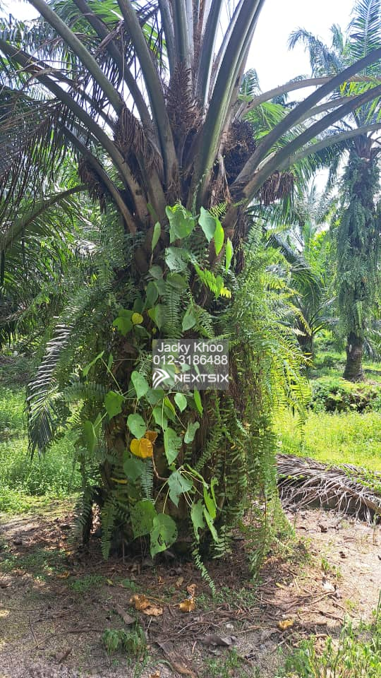 Industrial Land For Sale in Telok Panglima Garang Selangor - Image 9