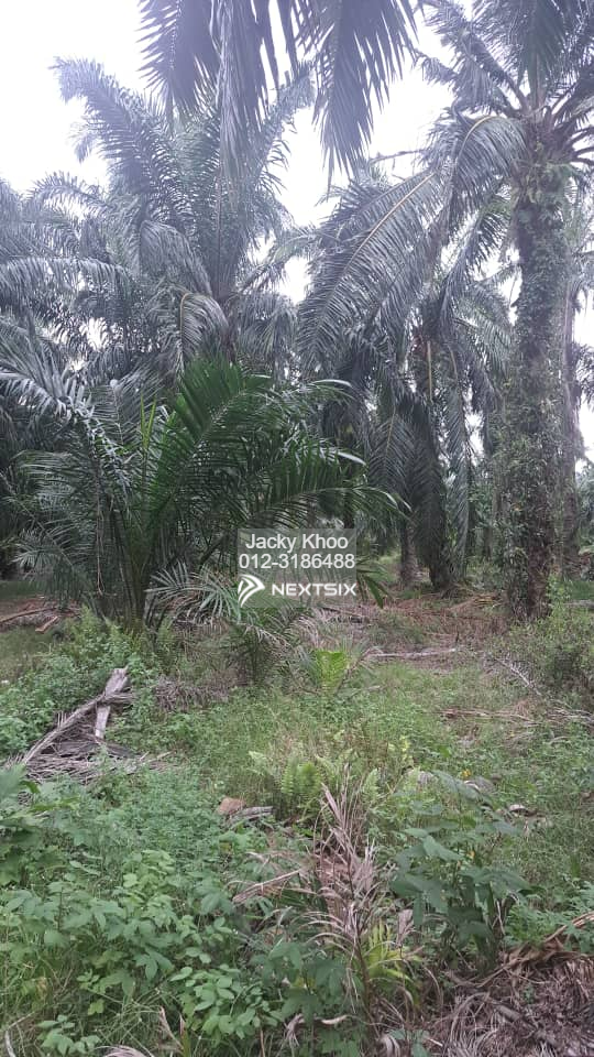 Agricultural Land For Sale in Klang Selangor - Image 2