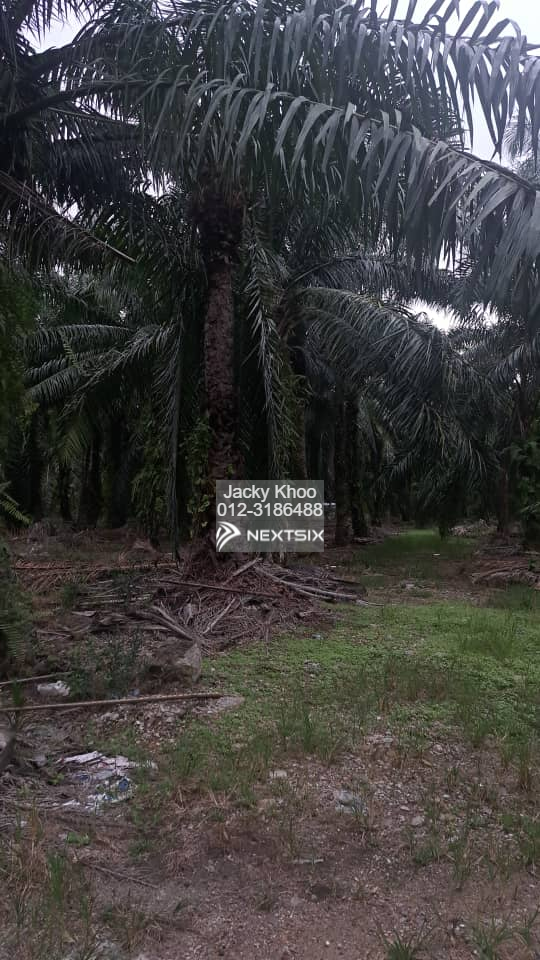 Agricultural Land For Sale in Klang Selangor - Image 5