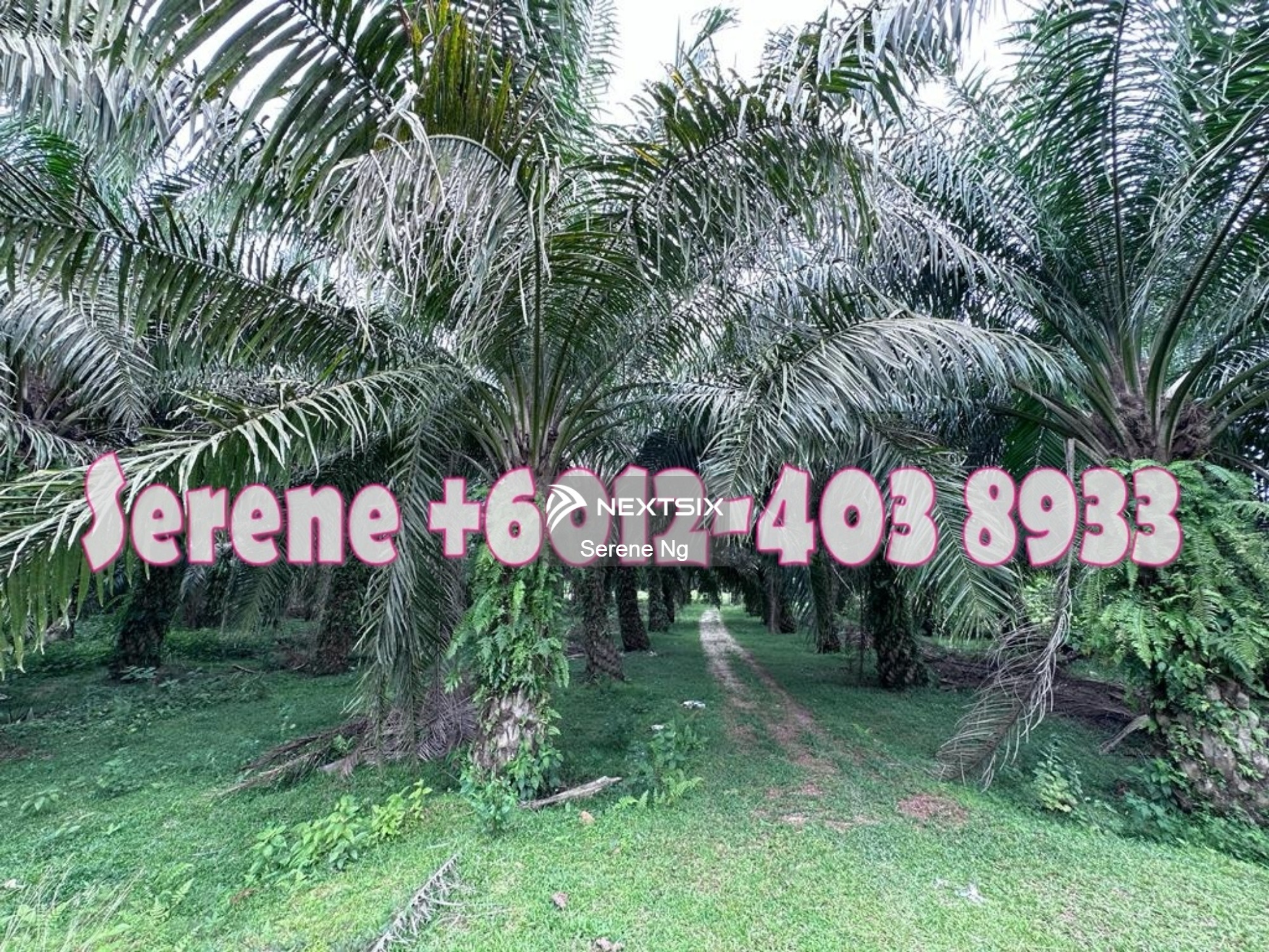 Palm Oil Farm for Sale, Kulim, Kedah