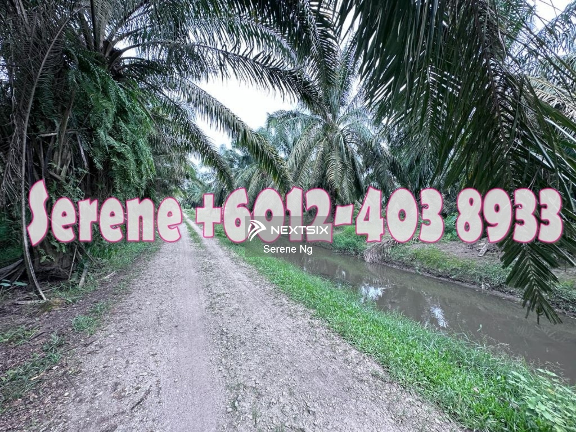 Palm Oil Farm for Sale, Kulim, Kedah