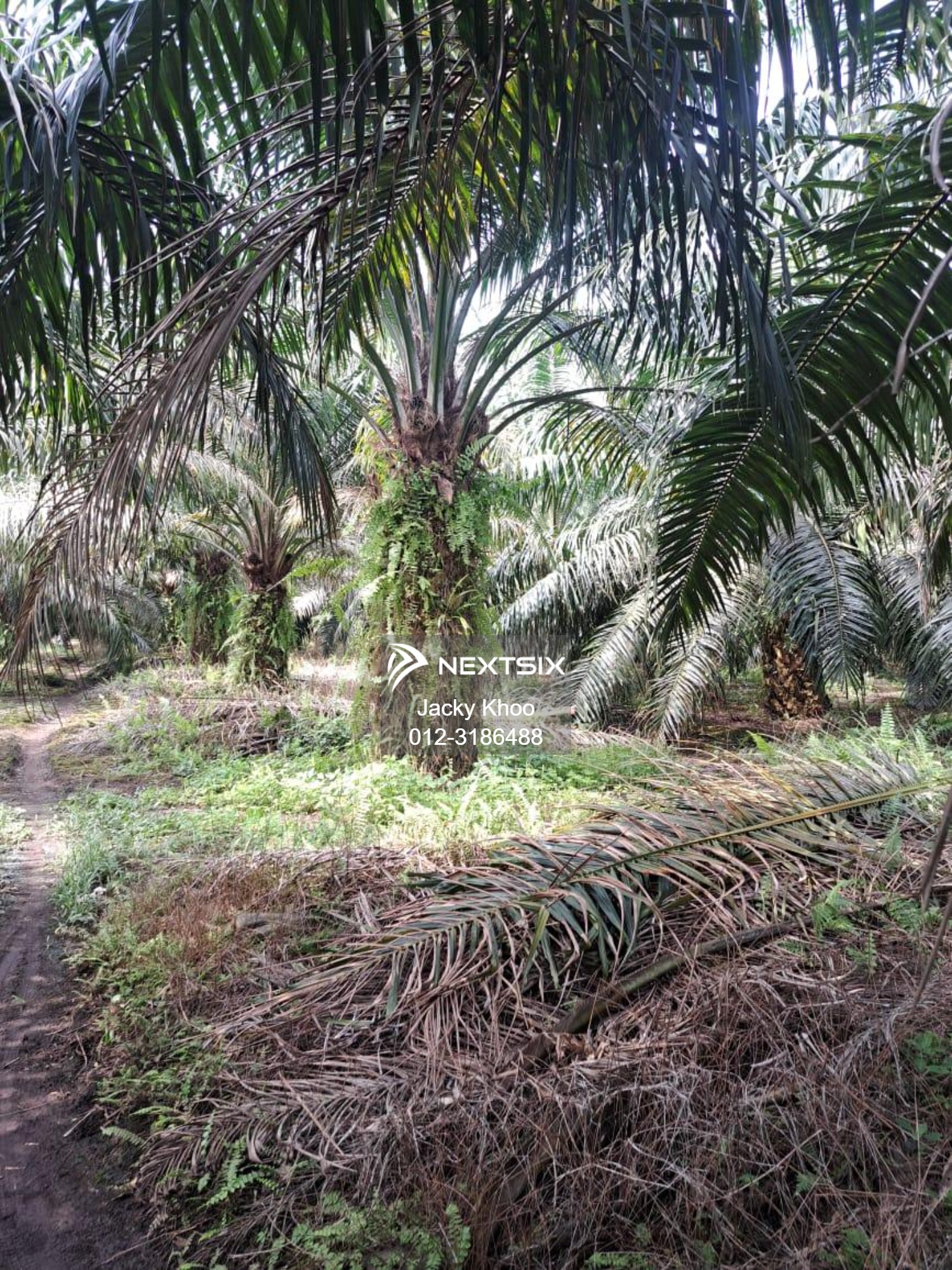 Agricultural Land For Sale in Kuala Langat Selangor - Image 14