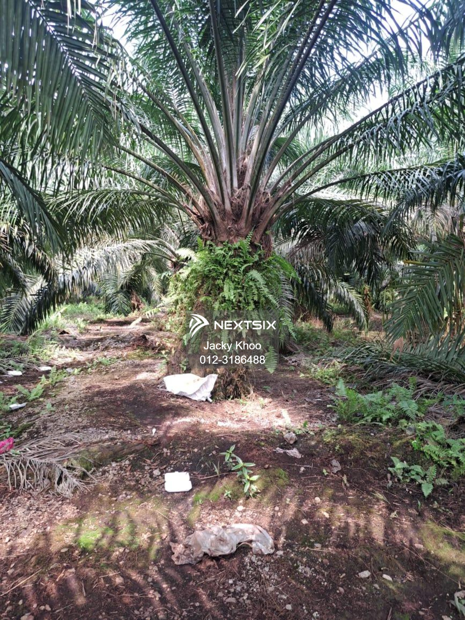 Agricultural Land For Sale in Kuala Langat Selangor - Image 2