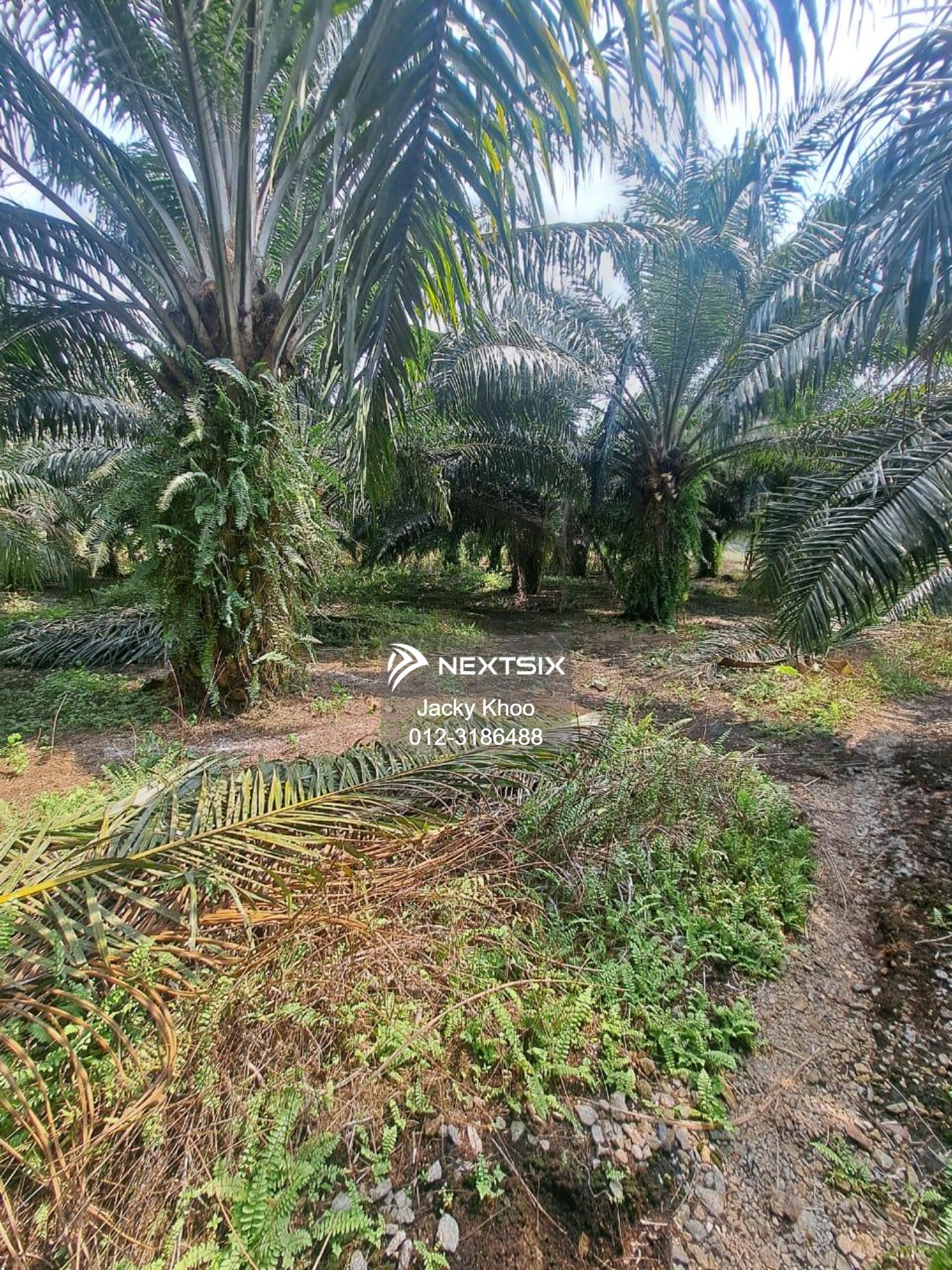 Agricultural Land For Sale in Kuala Langat Selangor - Image 8