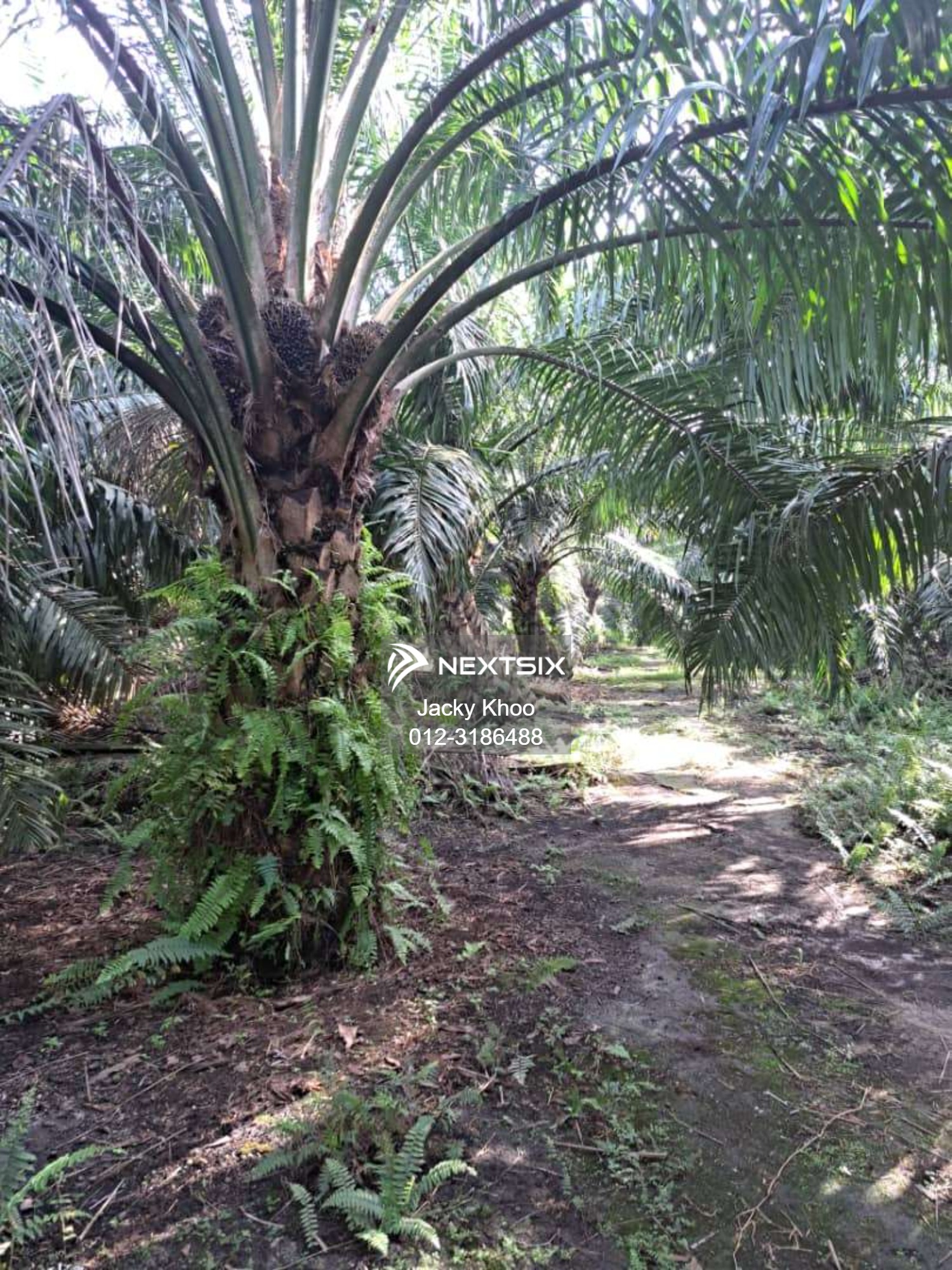 Agricultural Land For Sale in Tanjong Sepat Selangor - Image 3