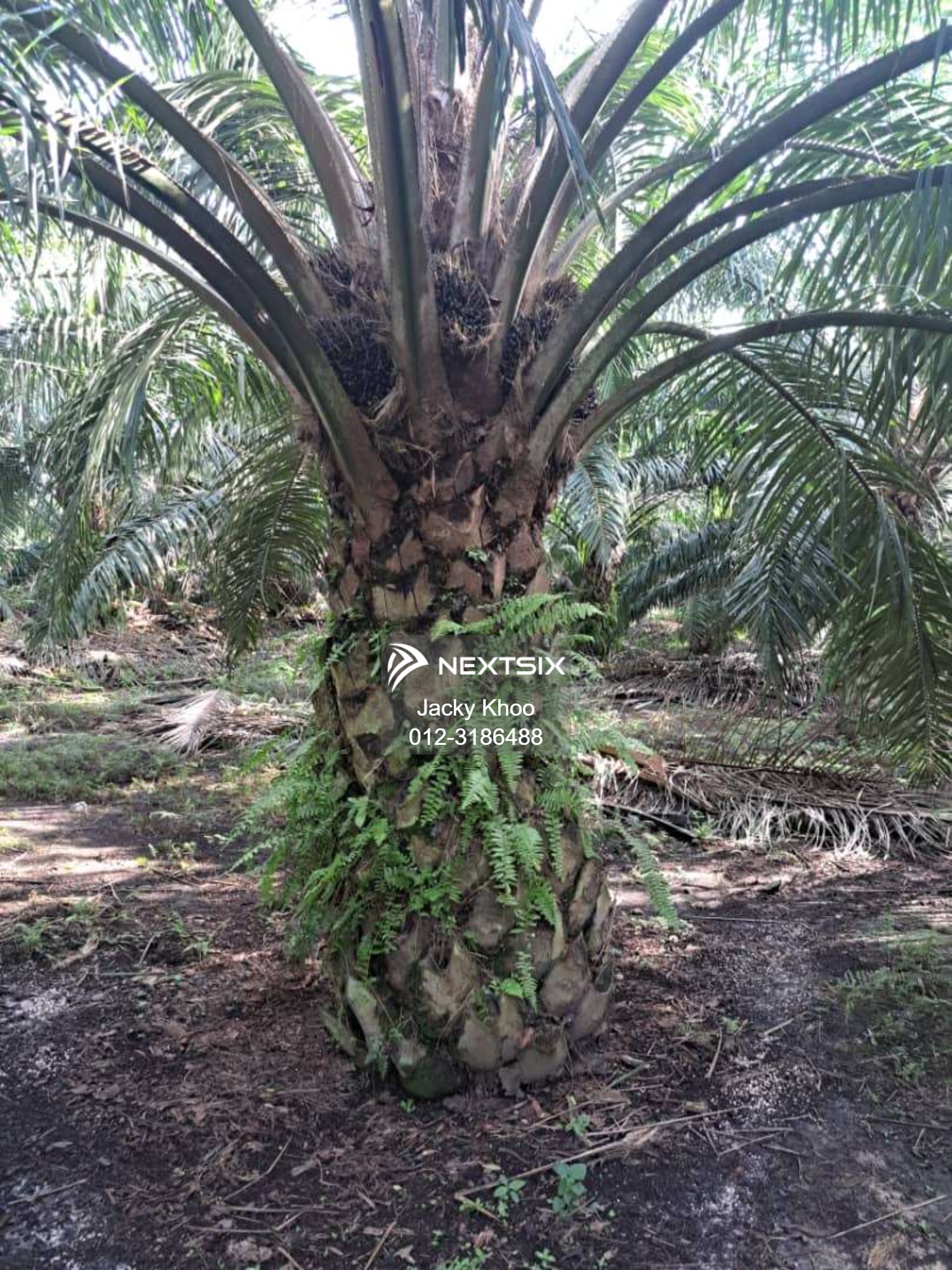 Agricultural Land For Sale in Tanjong Sepat Selangor - Image 6