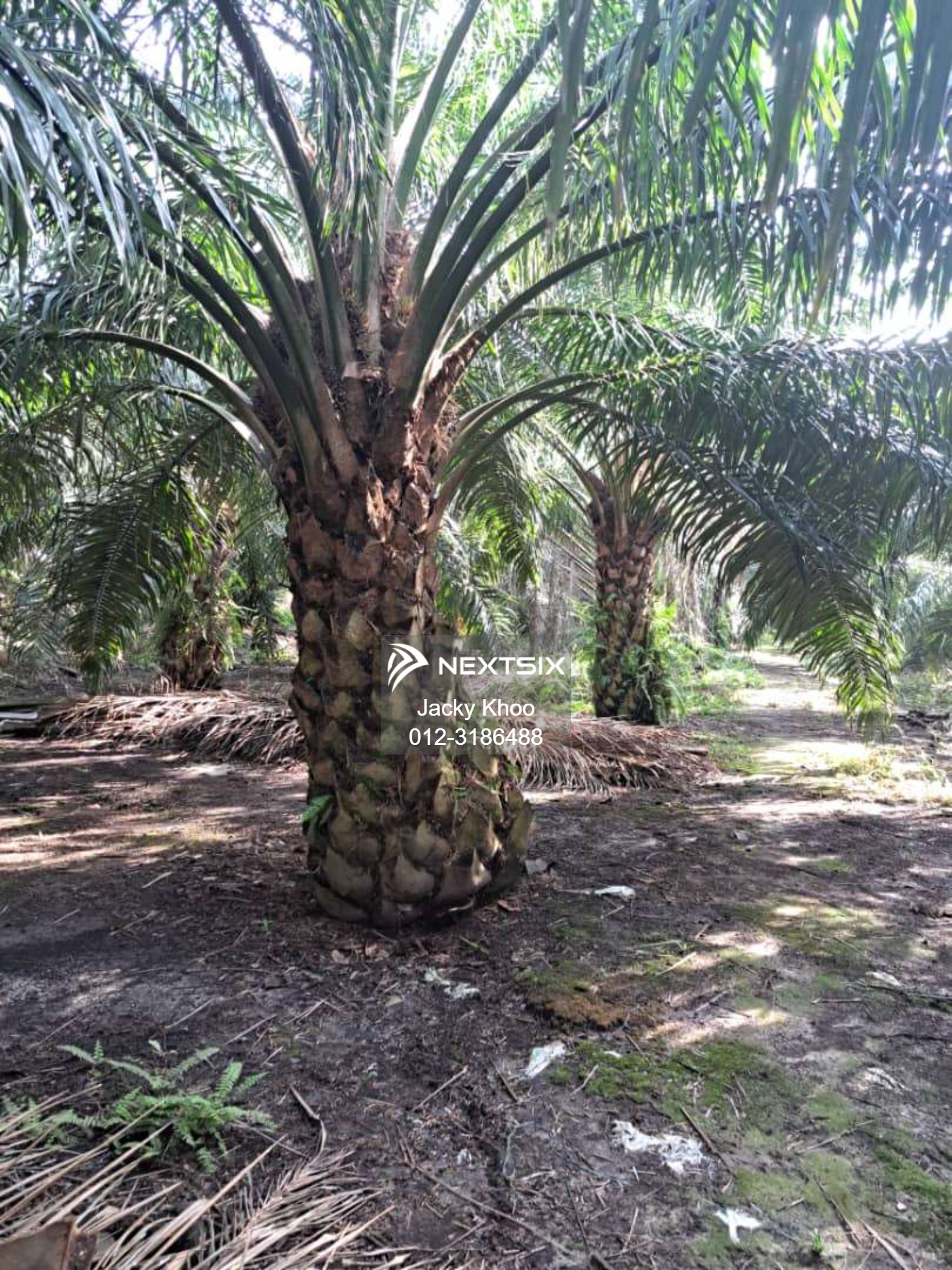 Agricultural Land For Sale in Tanjong Sepat Selangor - Image 8