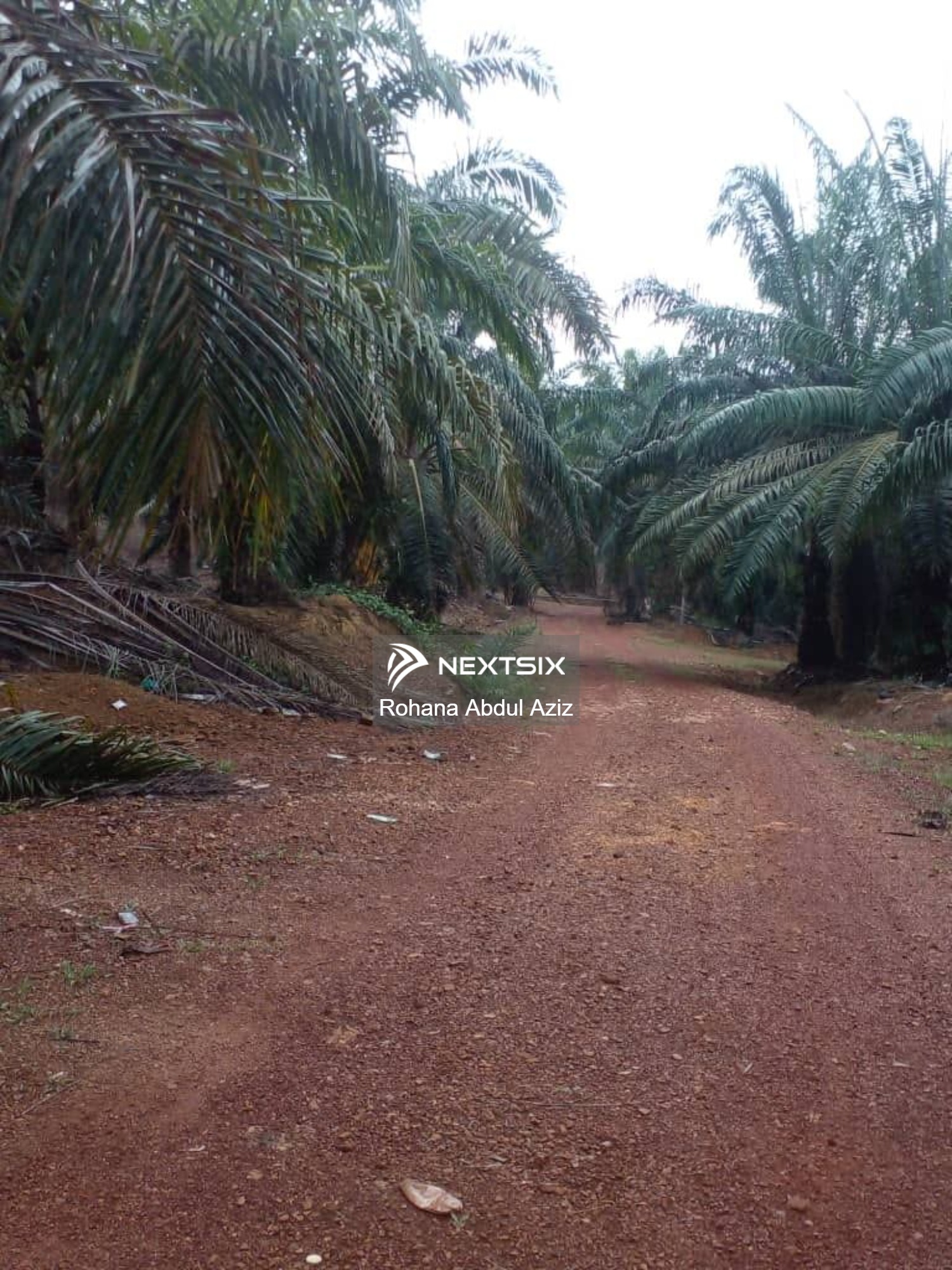 Agricultural Land For Sale in Jementah Johor - Image 4