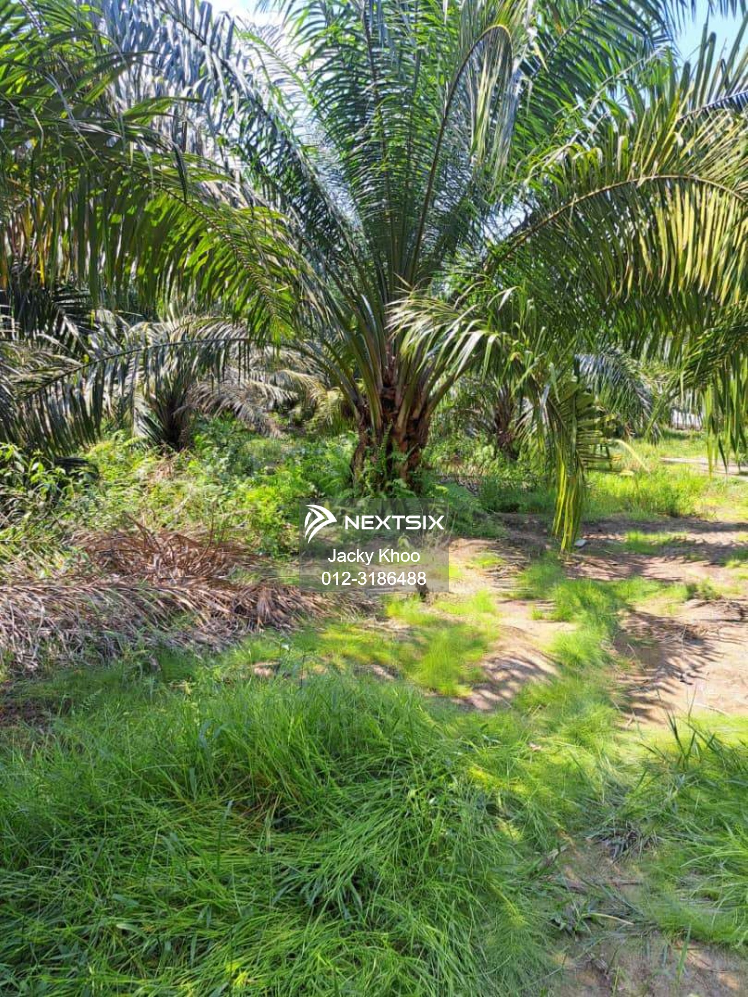 Agricultural Land For Sale in Banting Selangor - Image 12