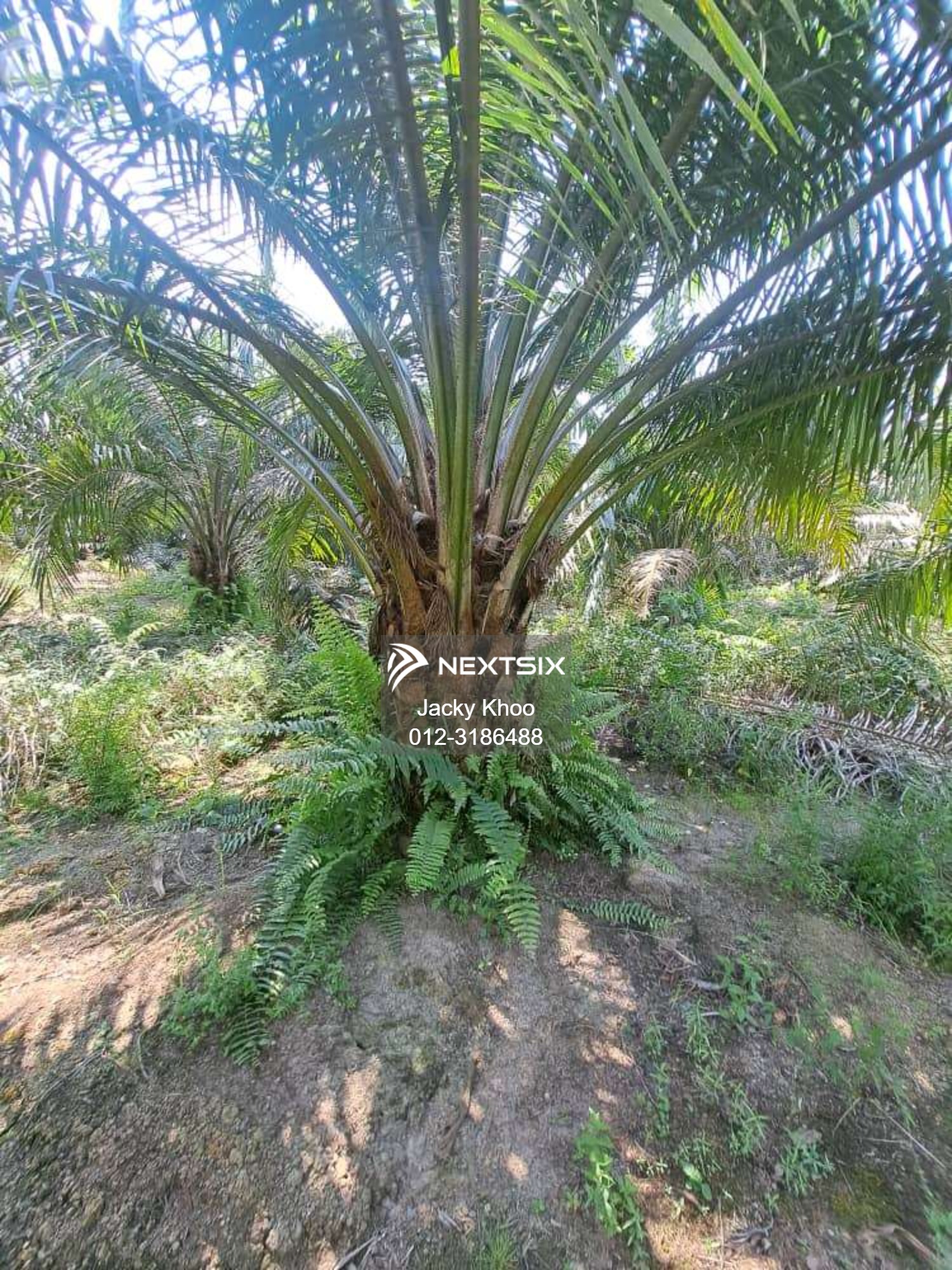 Agricultural Land For Sale in Banting Selangor - Image 4