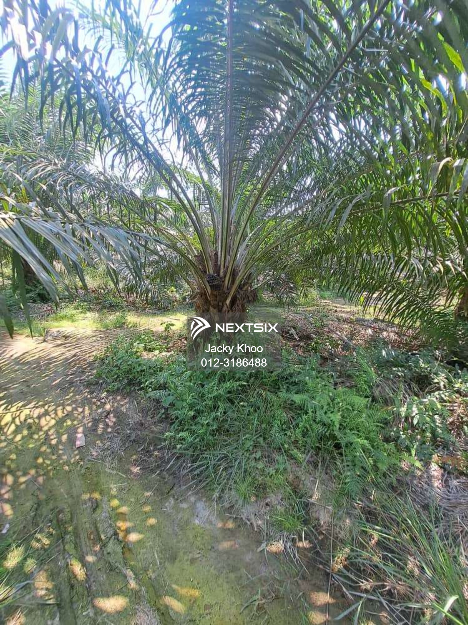Agricultural Land For Sale in Banting Selangor - Image 5