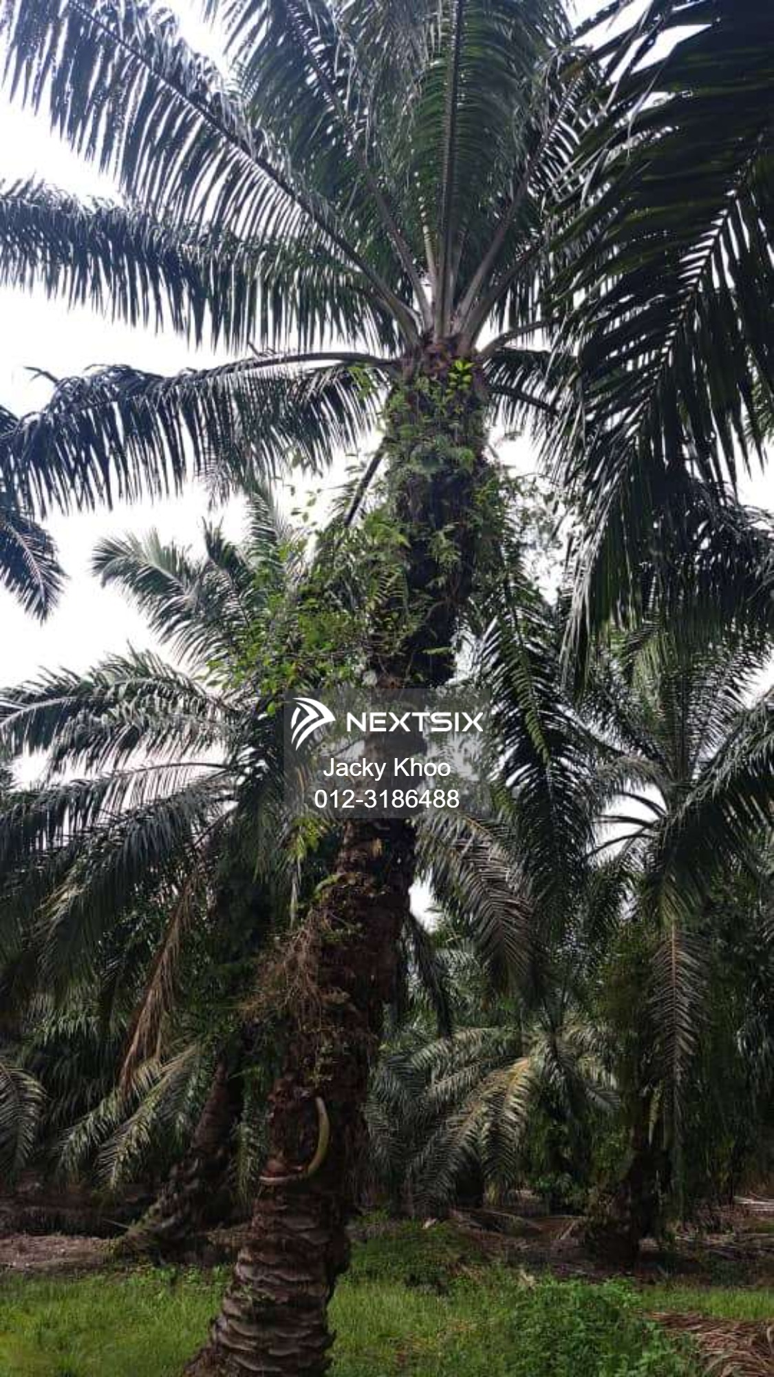 Agricultural Land For Sale in Jenjarom Selangor