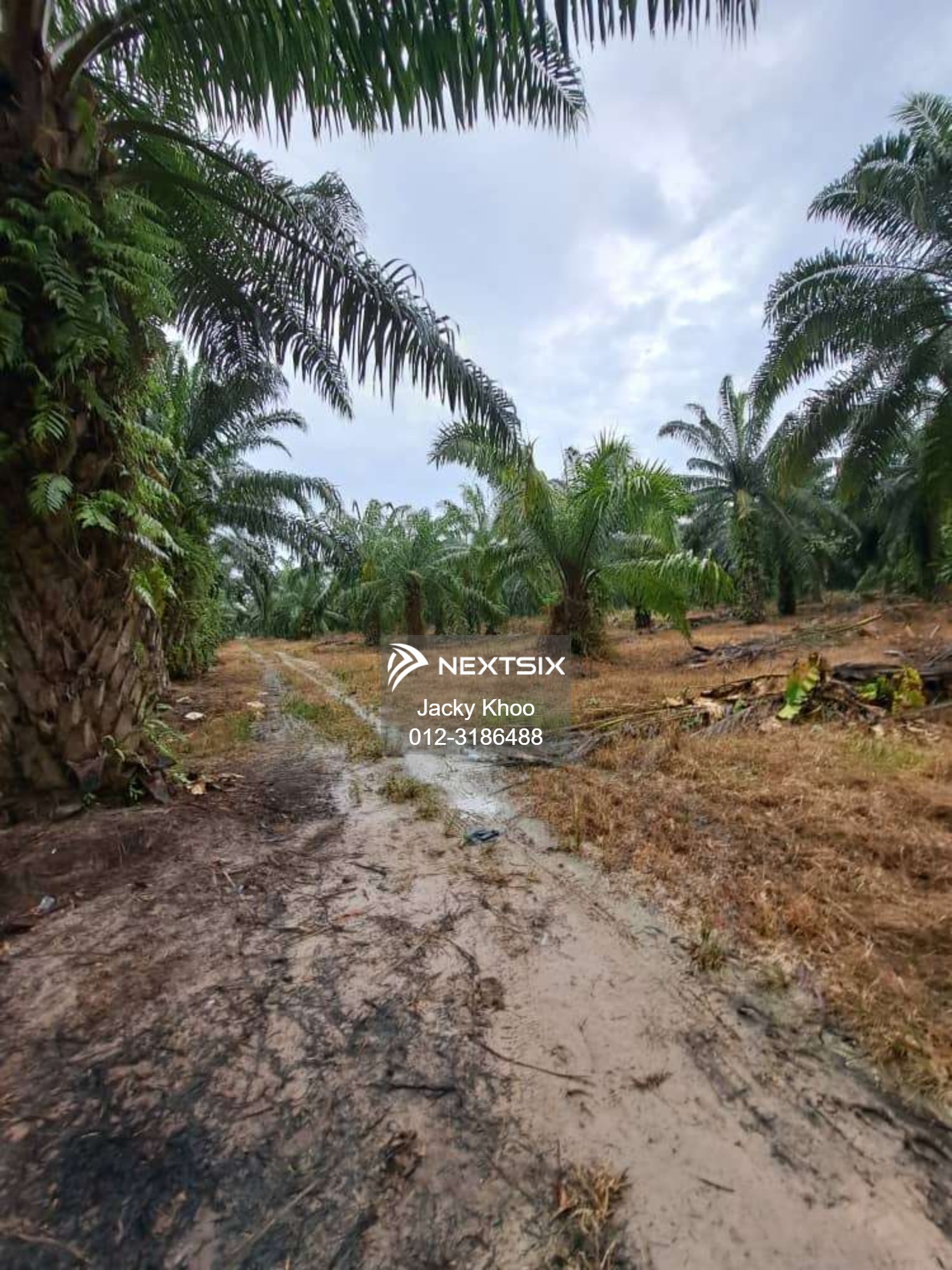 Agricultural Land For Sale in Banting Selangor