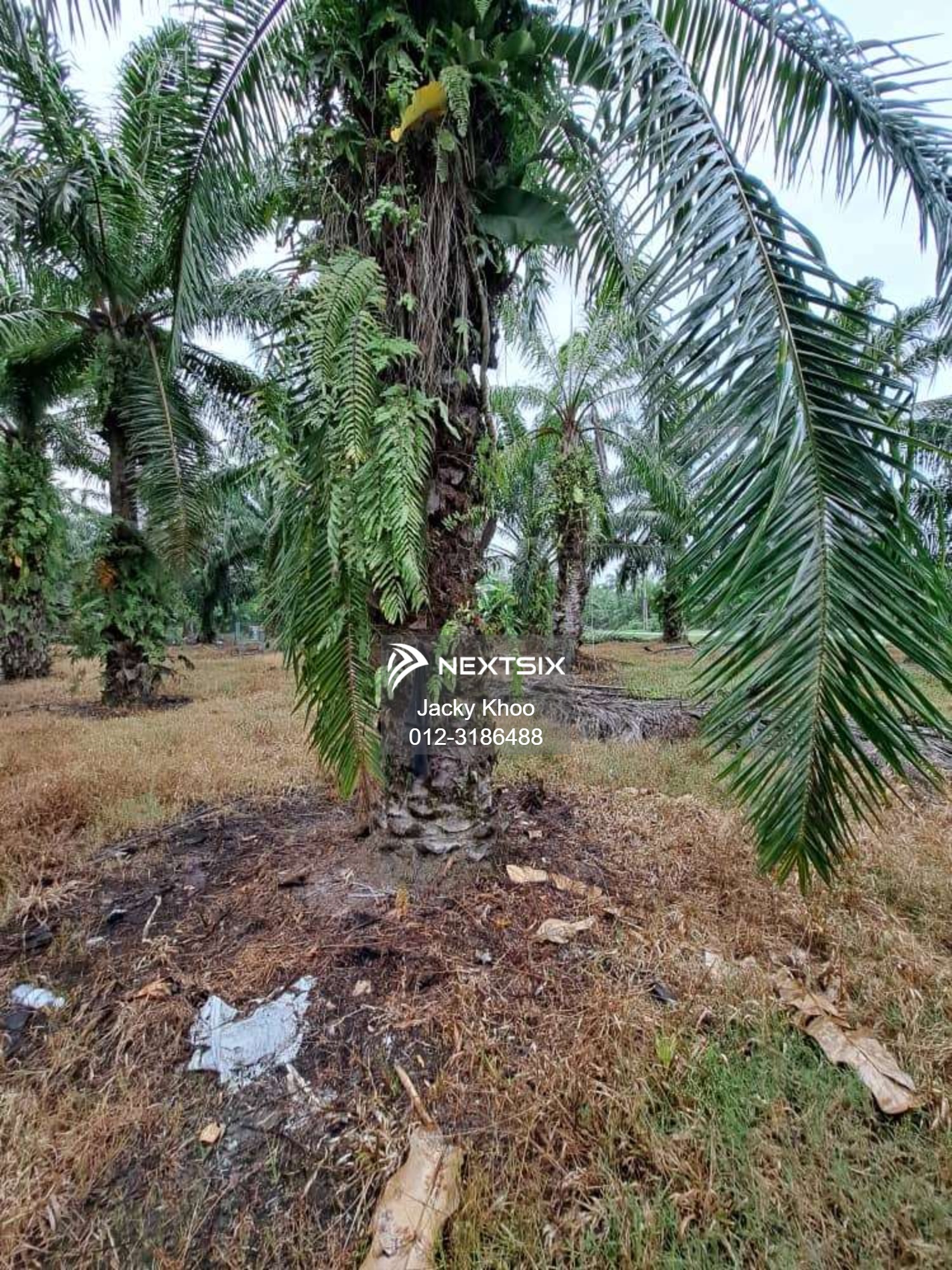 Agricultural Land For Sale in Banting Selangor - Image 10