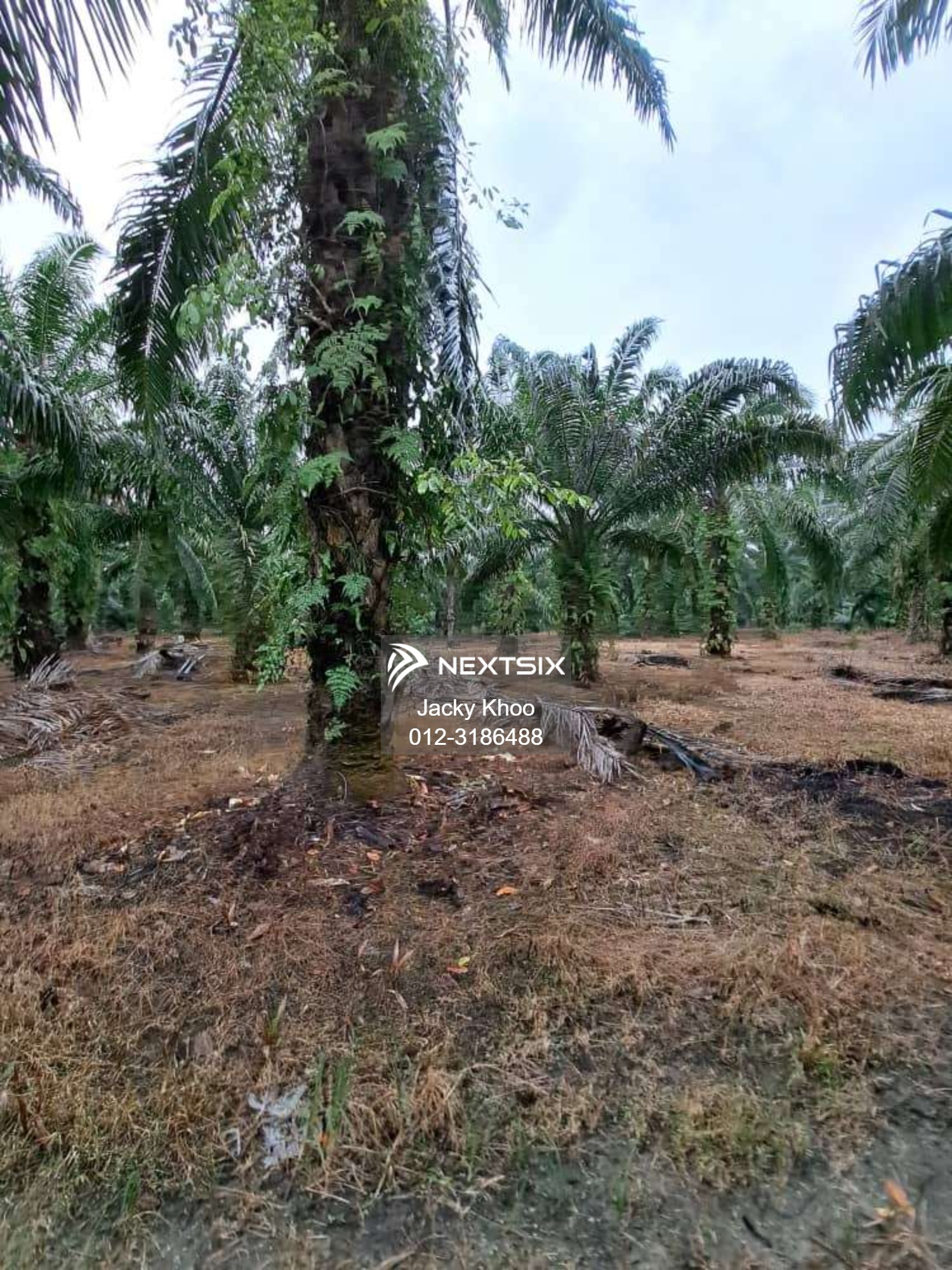 Agricultural Land For Sale in Banting Selangor - Image 13