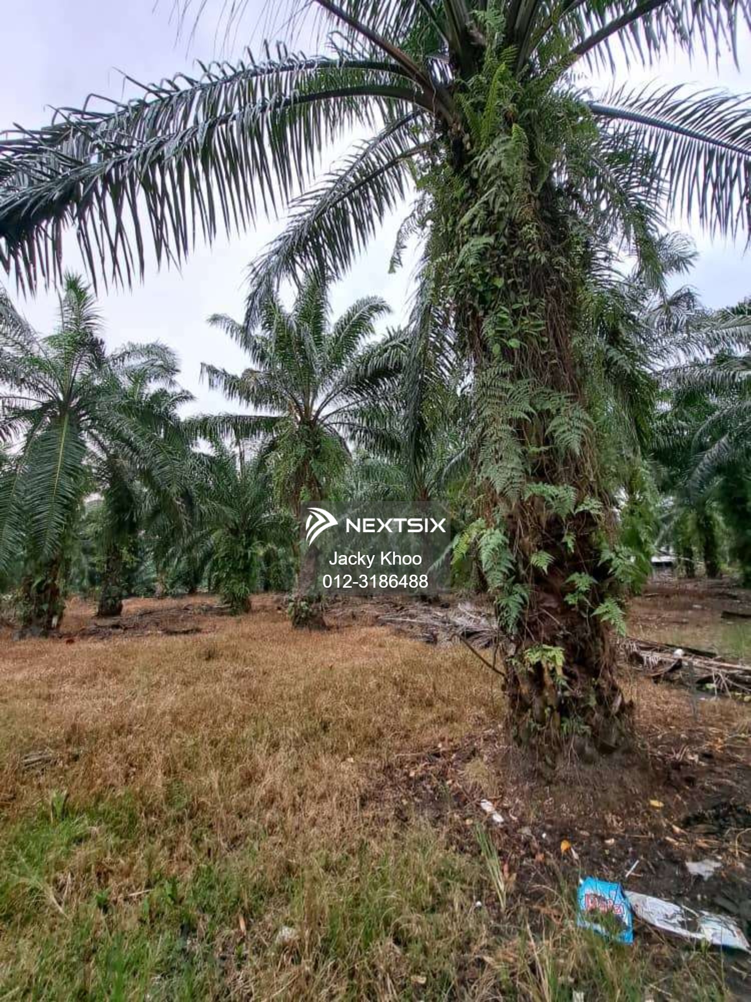 Agricultural Land For Sale in Banting Selangor - Image 14