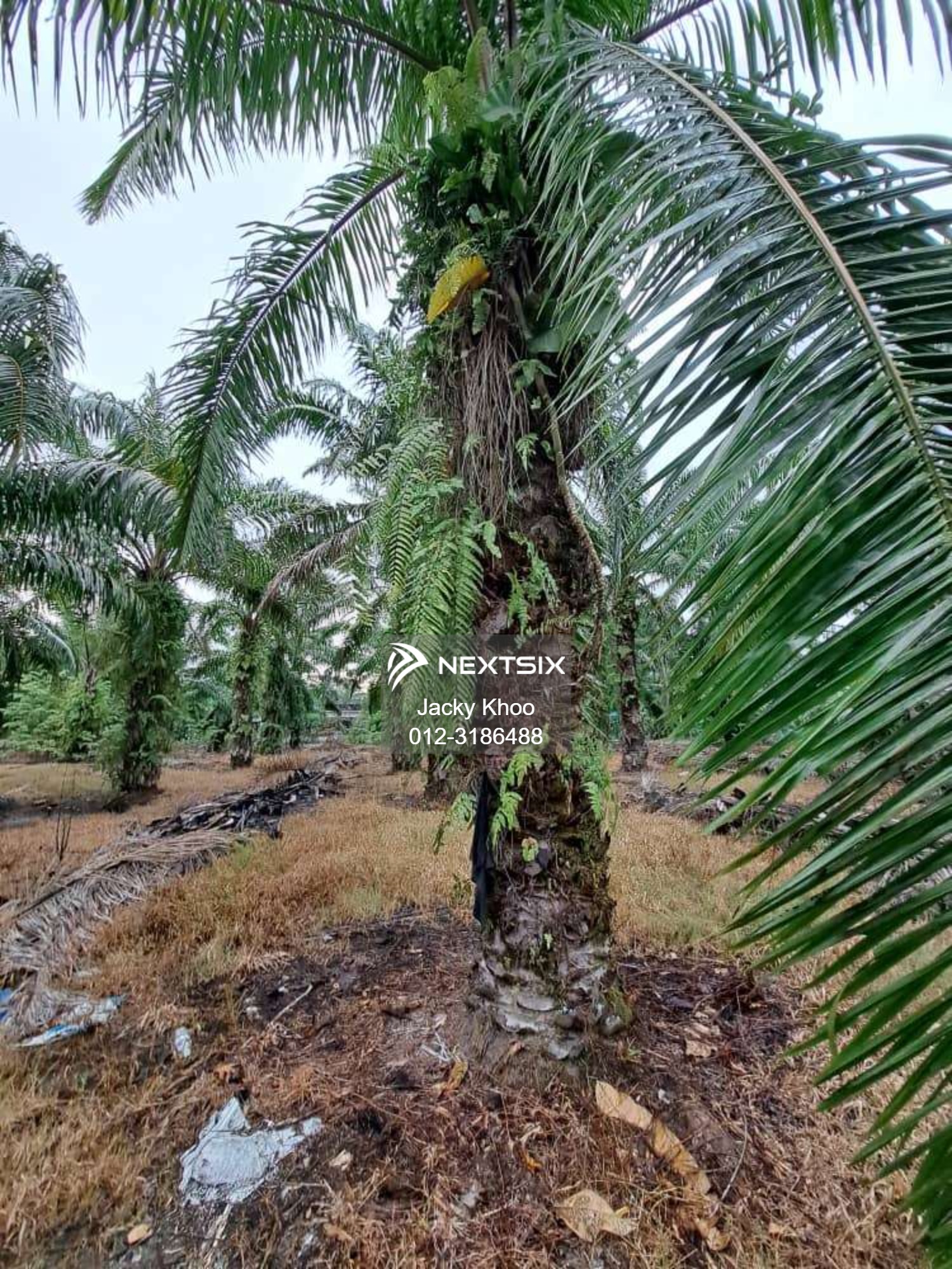 Agricultural Land For Sale in Banting Selangor - Image 15