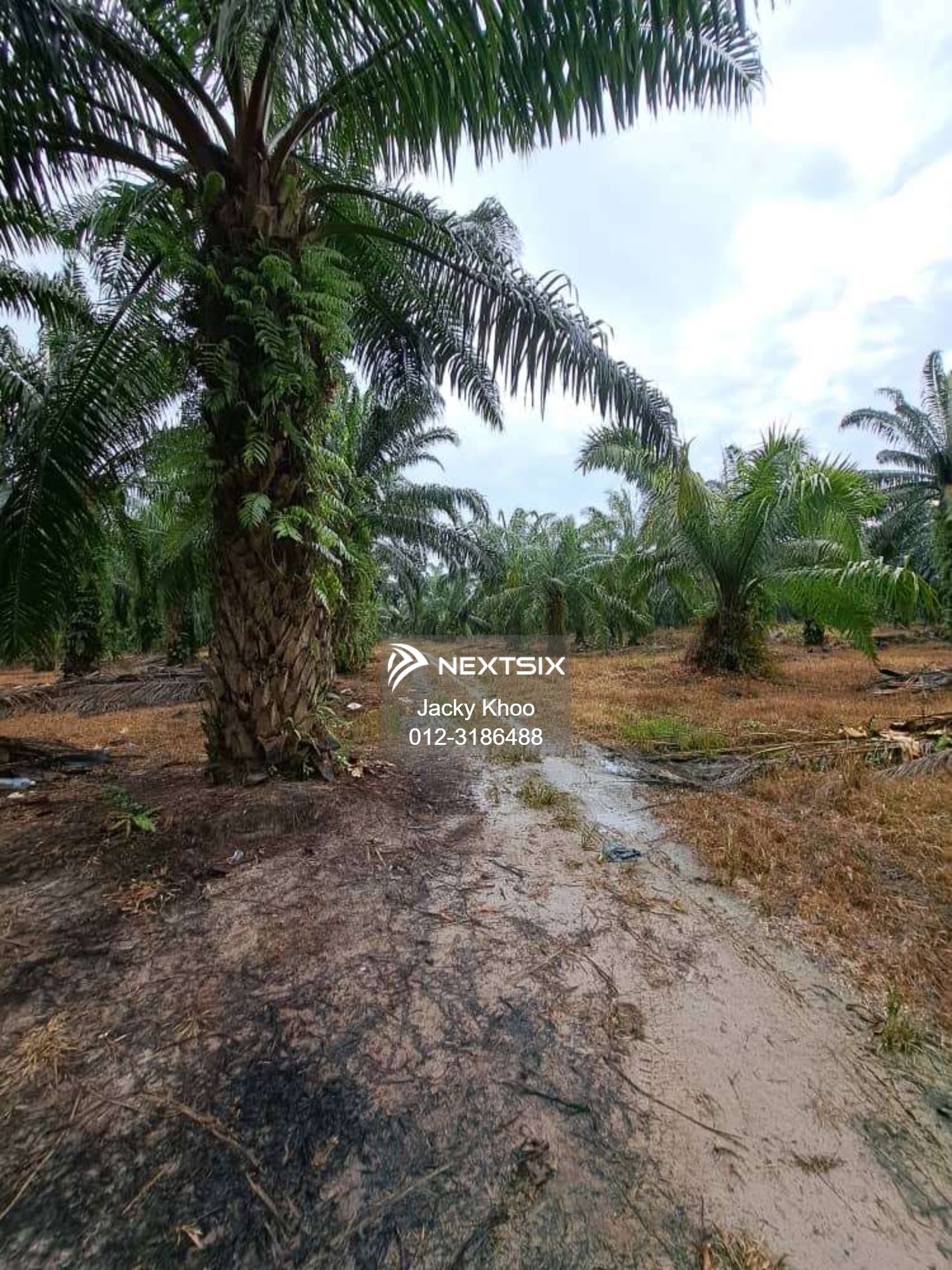 Agricultural Land For Sale in Banting Selangor - Image 7