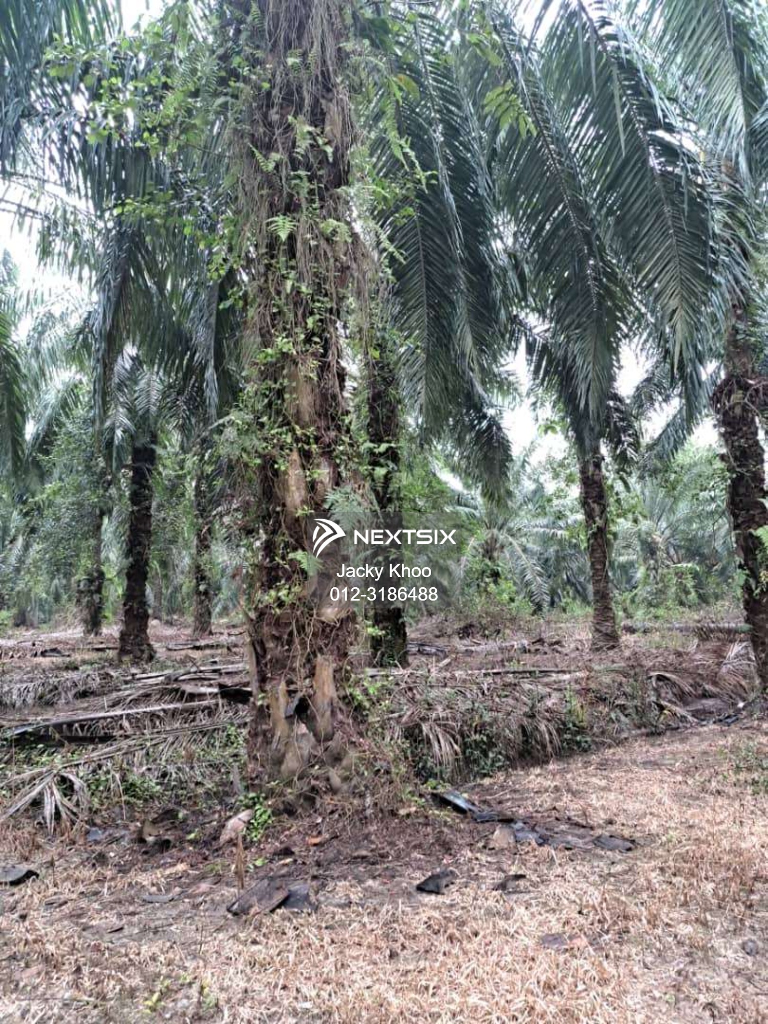 Agricultural Land For Sale in Banting Selangor - Image 11
