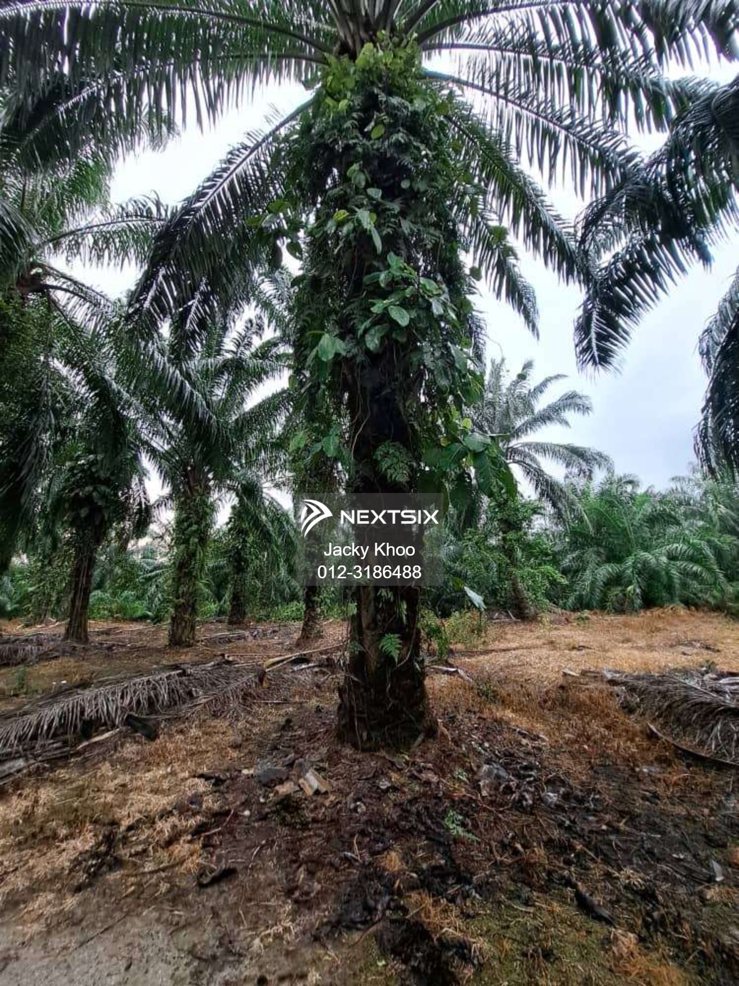 Agricultural Land For Sale in Banting Selangor - Image 2