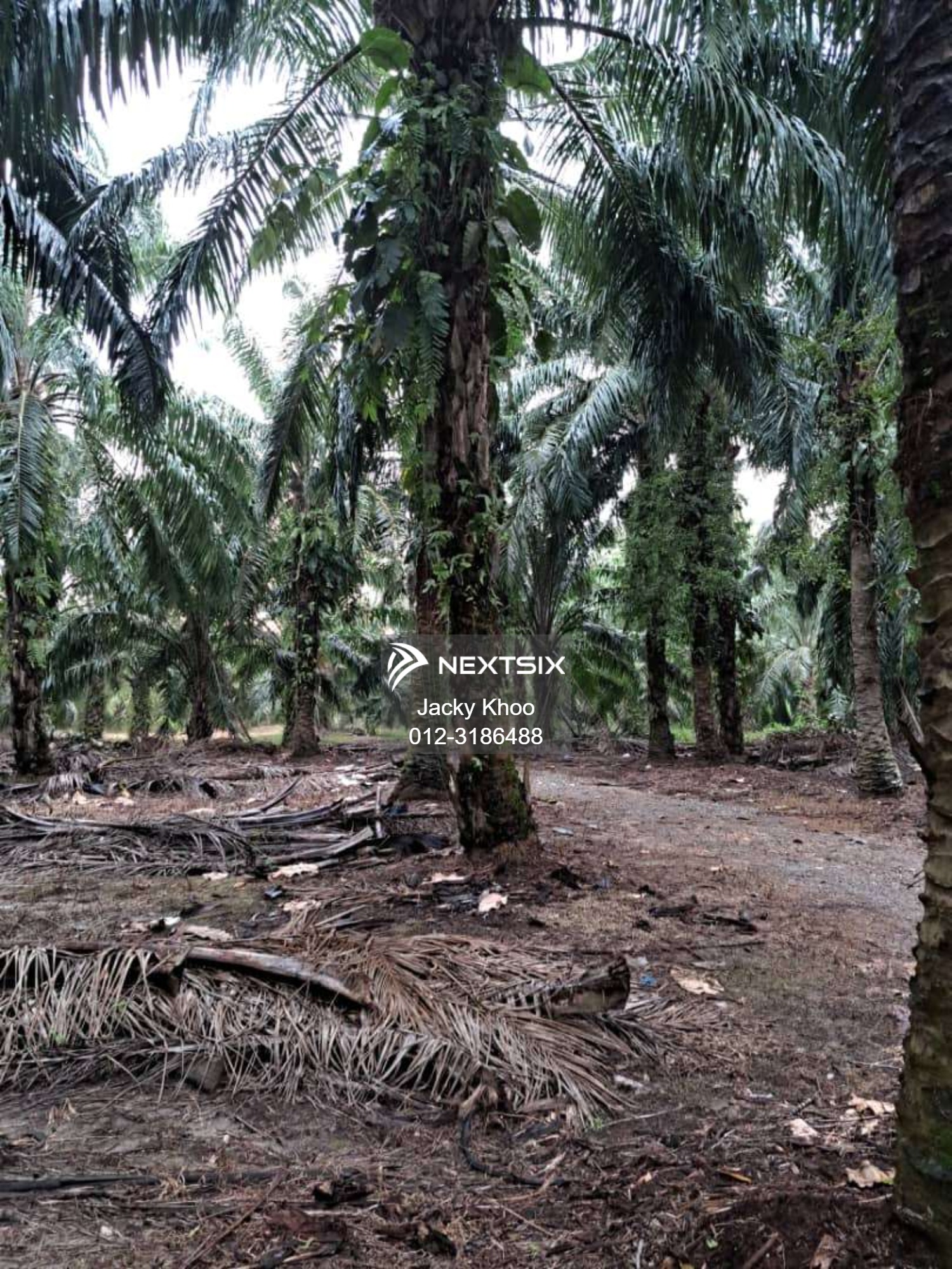 Agricultural Land For Sale in Banting Selangor - Image 3